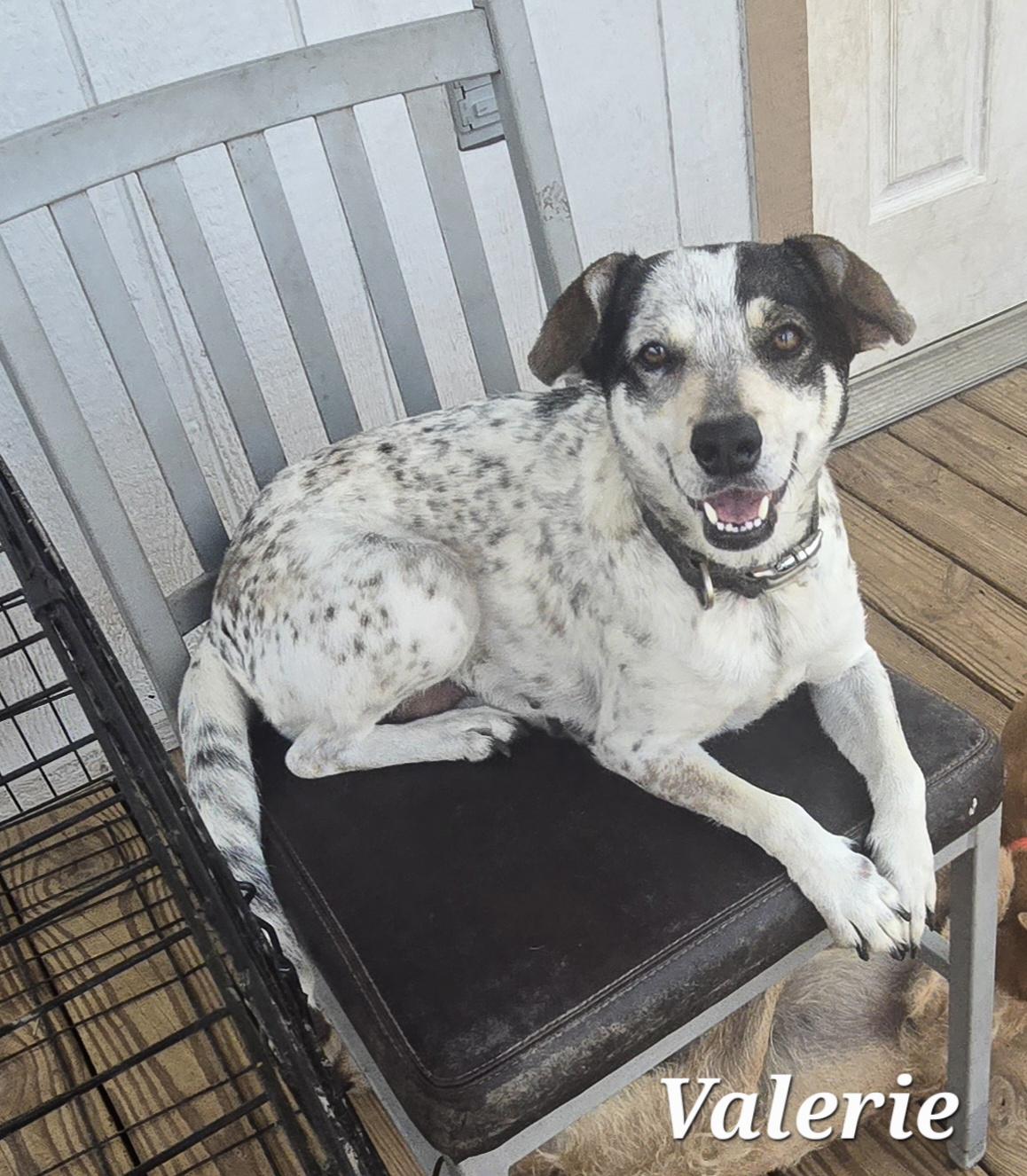 Valerie, Adoptable, Young Female Chihuahua & Australian Cattle Dog / Blue Heeler.