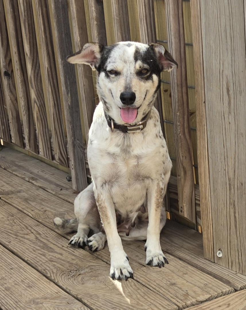 Valerie, a Adoptable mixed breed in Haymarket, VA image 2/2