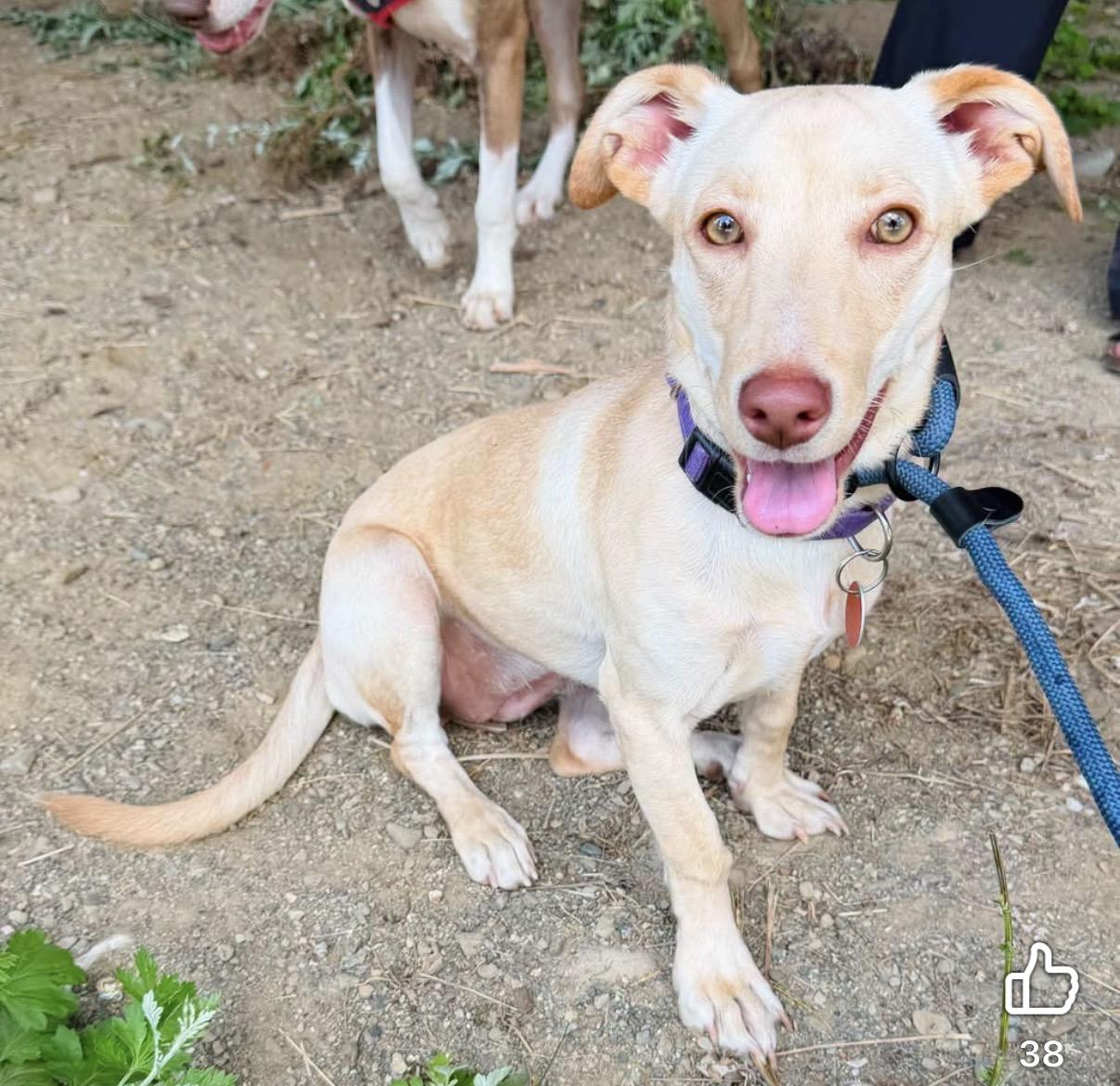 Enlarge Luna, a ADOPTABLE Mixed Breed in Brooks, ME image 2/4