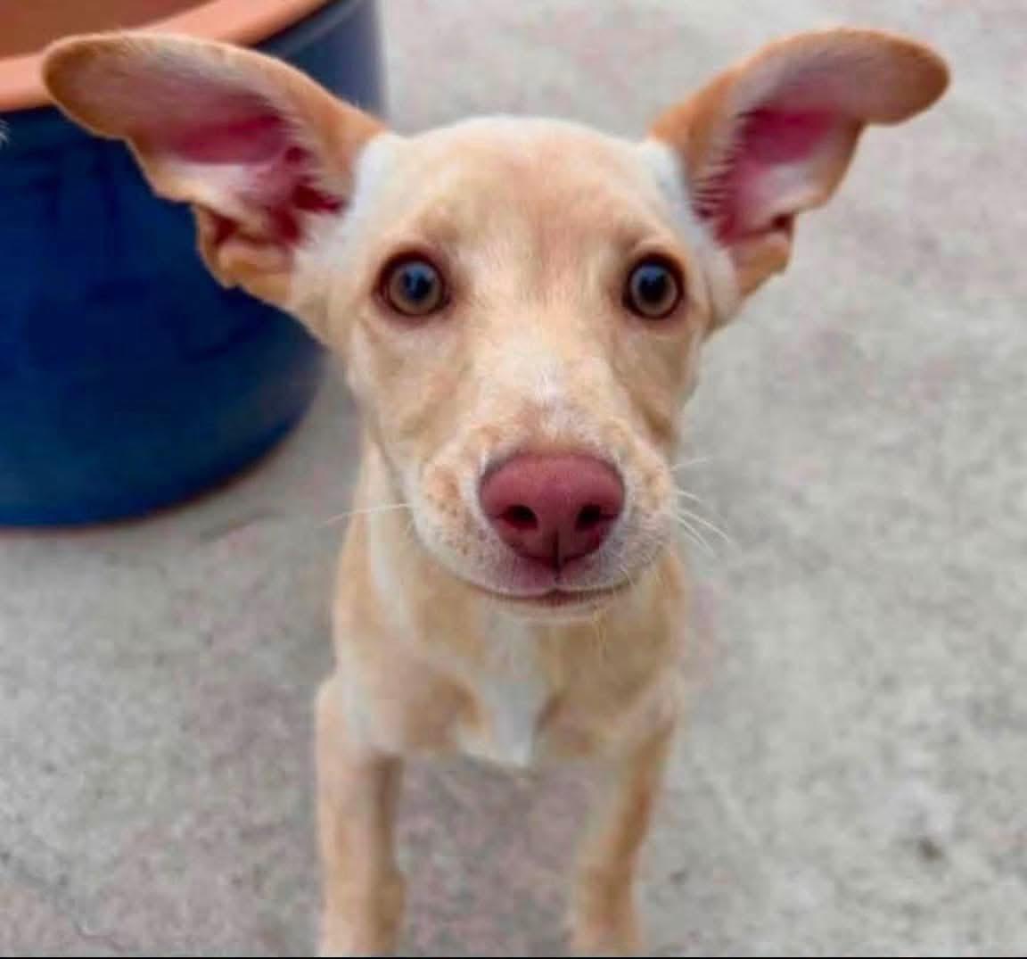 Luna, ADOPTABLE, Young Female Mixed Breed.