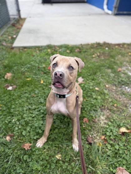 River, Adoptable, Adult Male Mixed Breed.