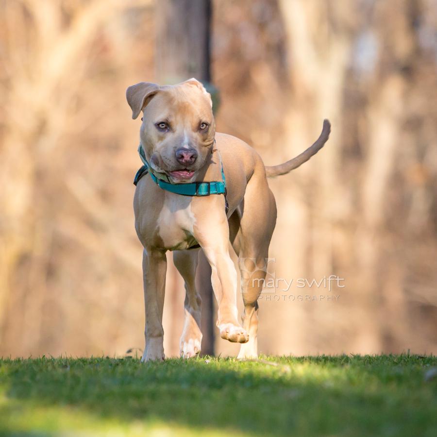 Enlarge River, a Adoptable Mixed Breed in Reisterstown, MD image 3/3