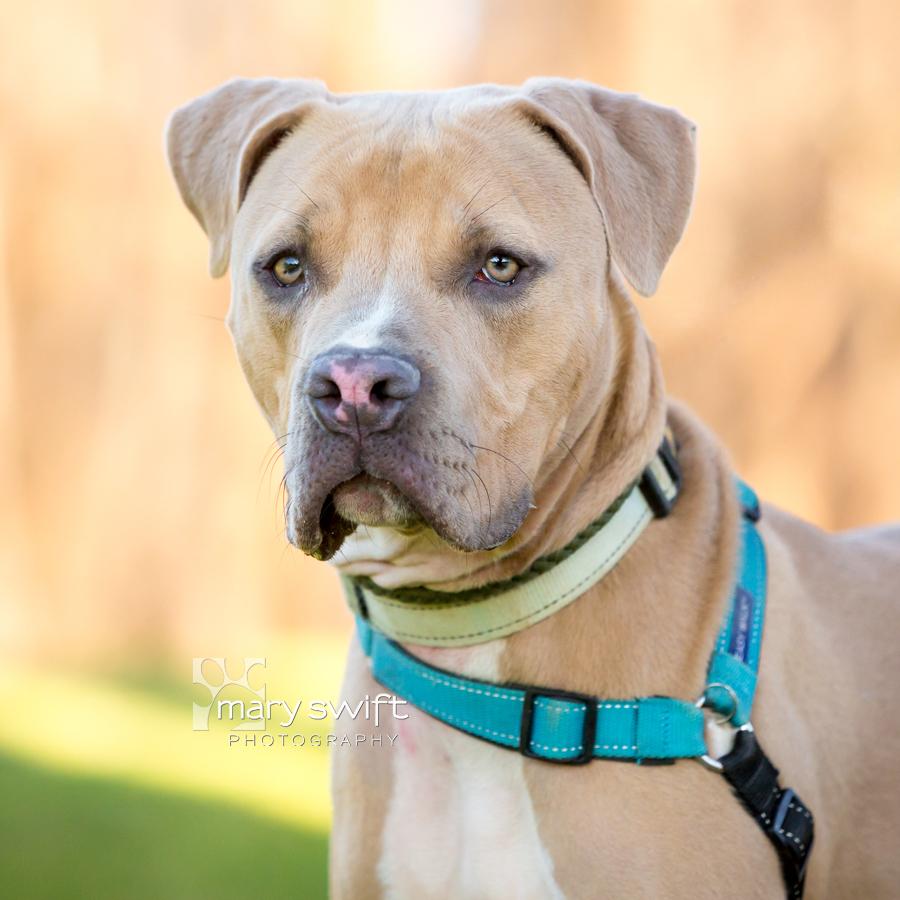 Enlarge River, a Adoptable Mixed Breed in Reisterstown, MD image 1/3