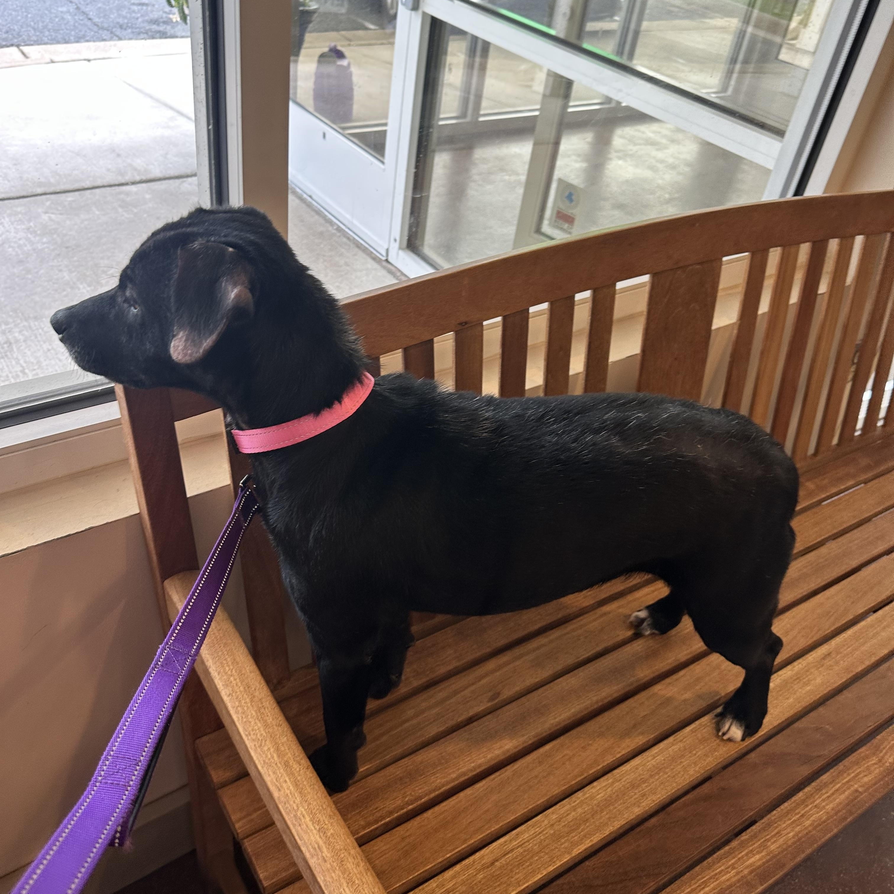 Enlarge Faith, a Adoptable mixed breed in Leesburg, VA image 3/5