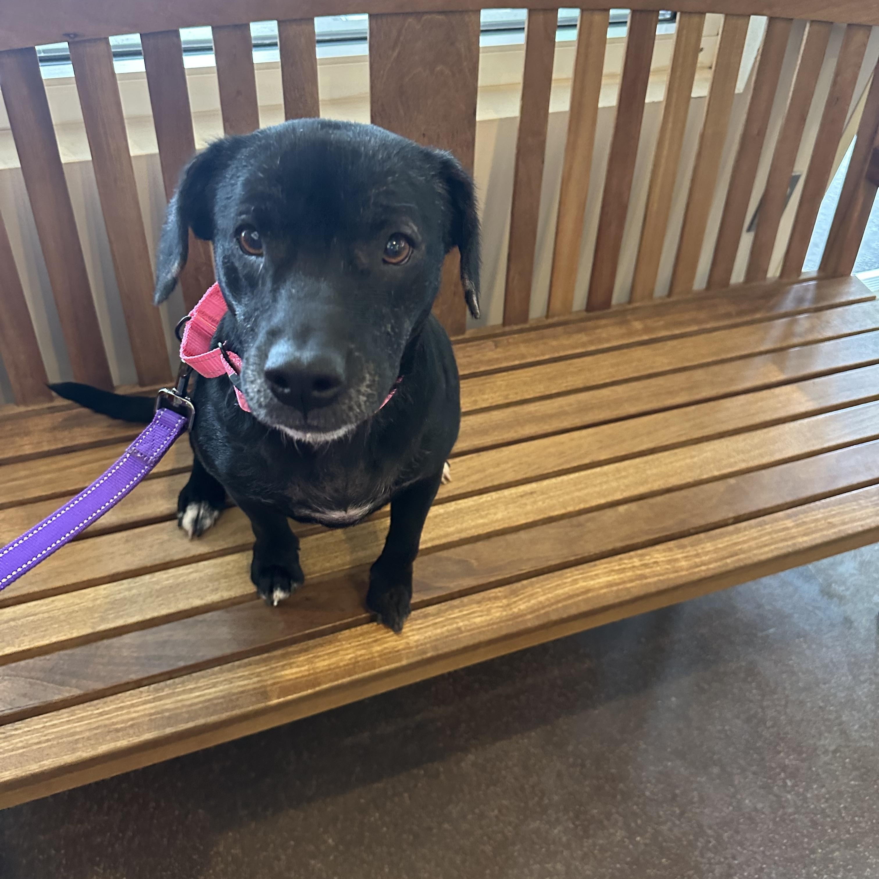 Enlarge Faith, a Adoptable mixed breed in Leesburg, VA image 2/5