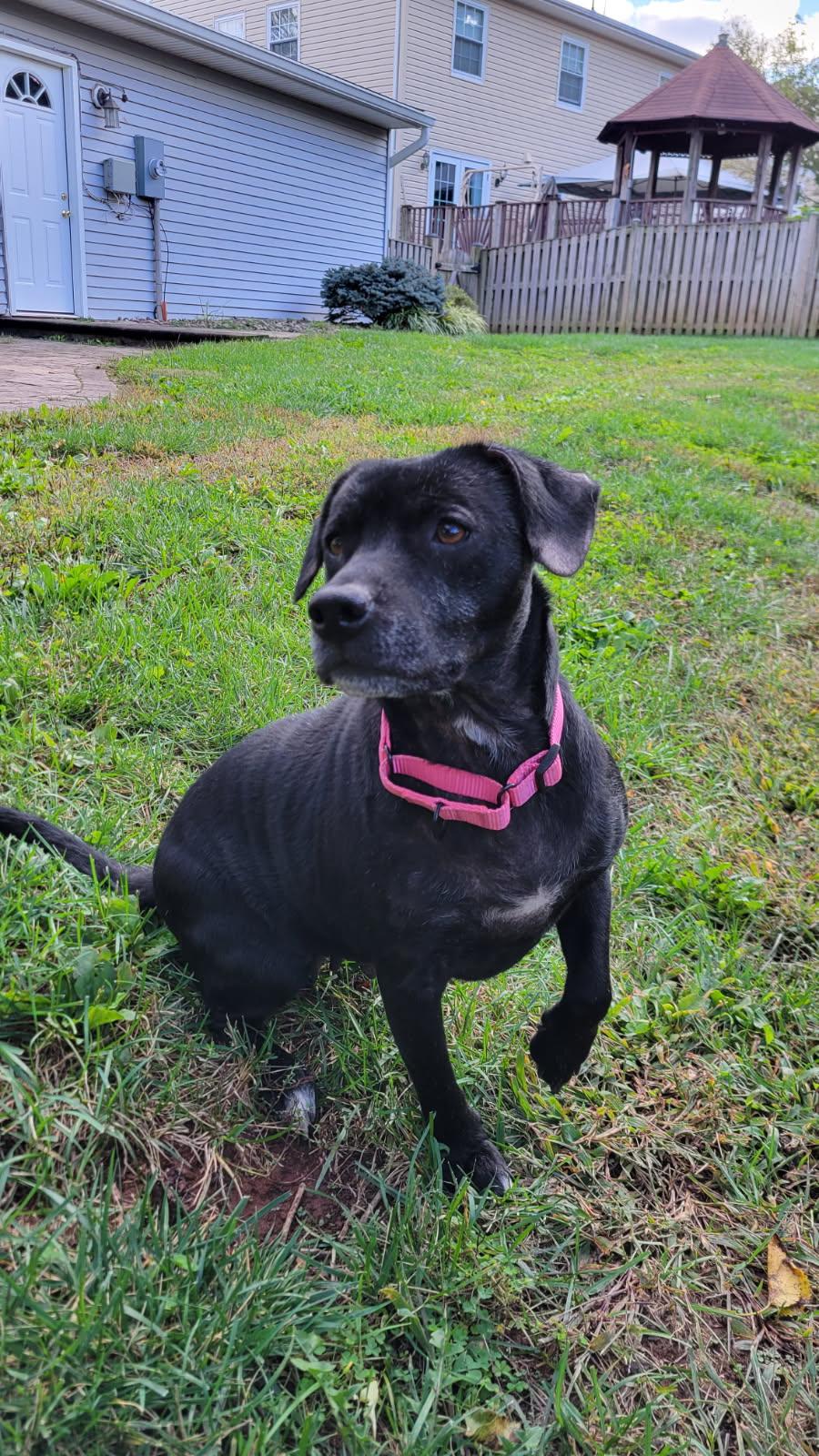 Enlarge Faith, a Adoptable mixed breed in Leesburg, VA image 5/5