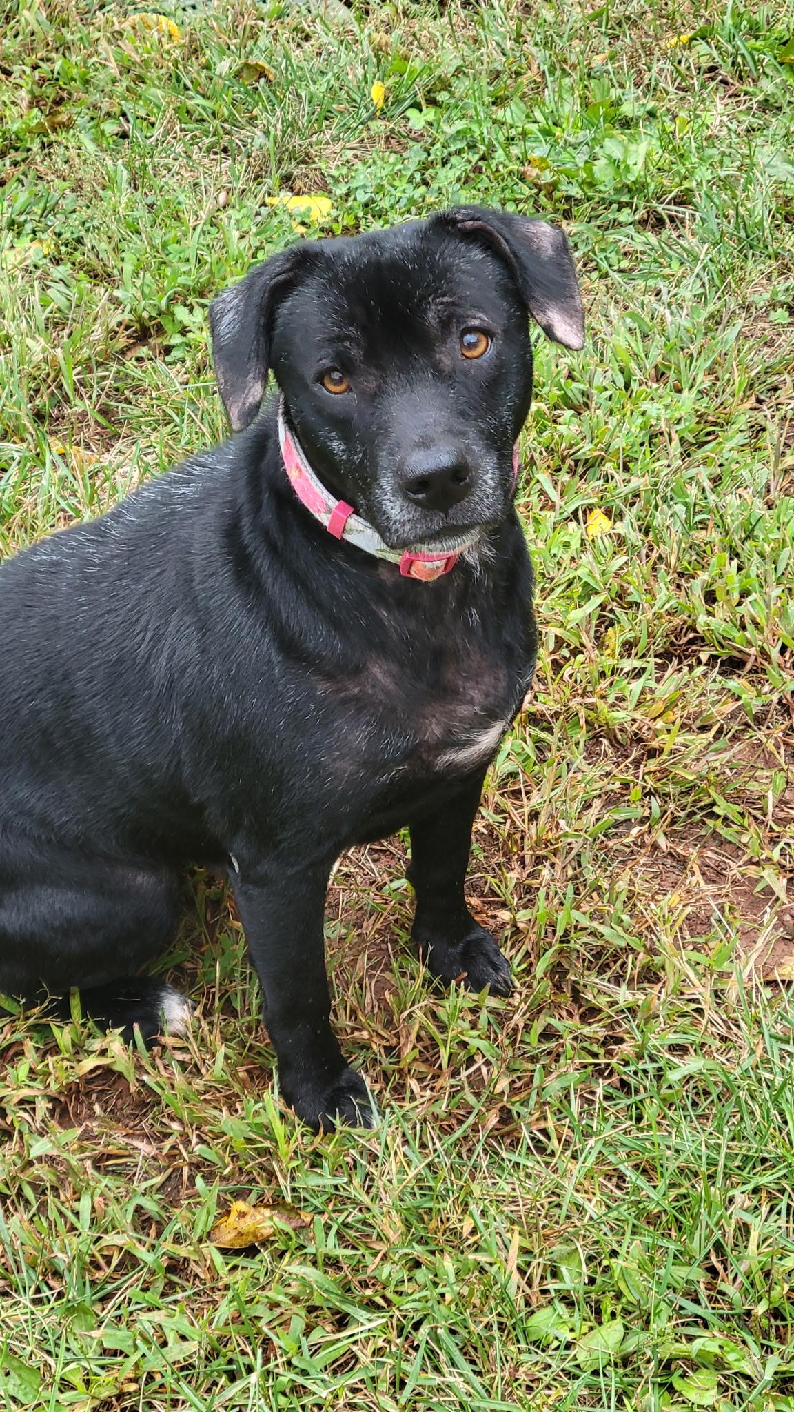 Enlarge Faith, a Adoptable mixed breed in Leesburg, VA image 1/5