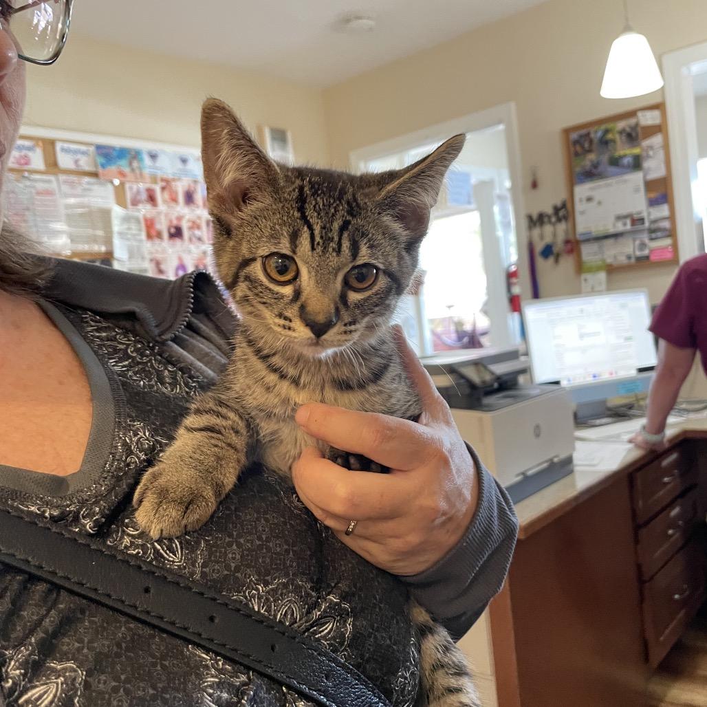 Enlarge Hughy, a Adoptable Domestic Short Hair in Priest River, ID image 1/1
