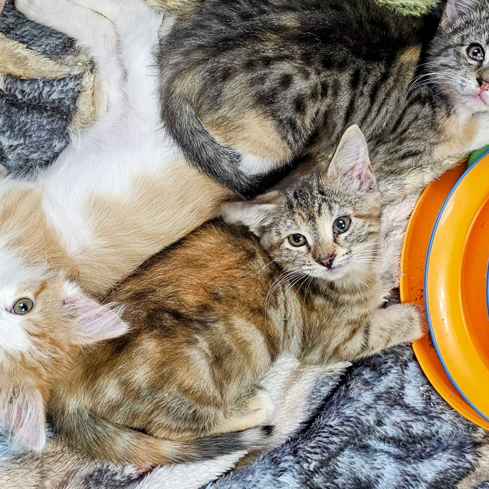 Enlarge Judy, a Adopted Calico in Waverly, IA image 4/4