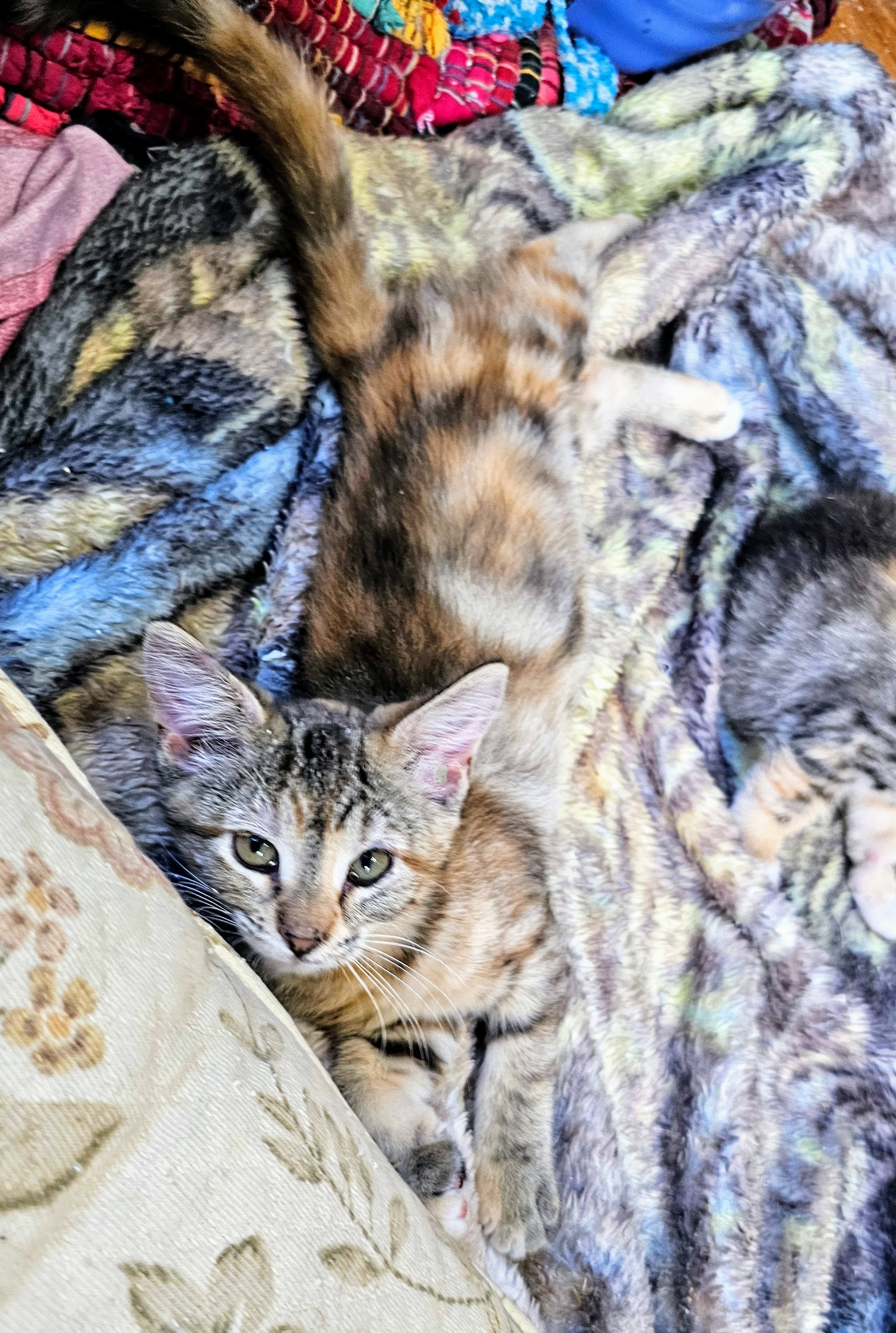 Enlarge Judy, a Adopted Calico in Waverly, IA image 3/4