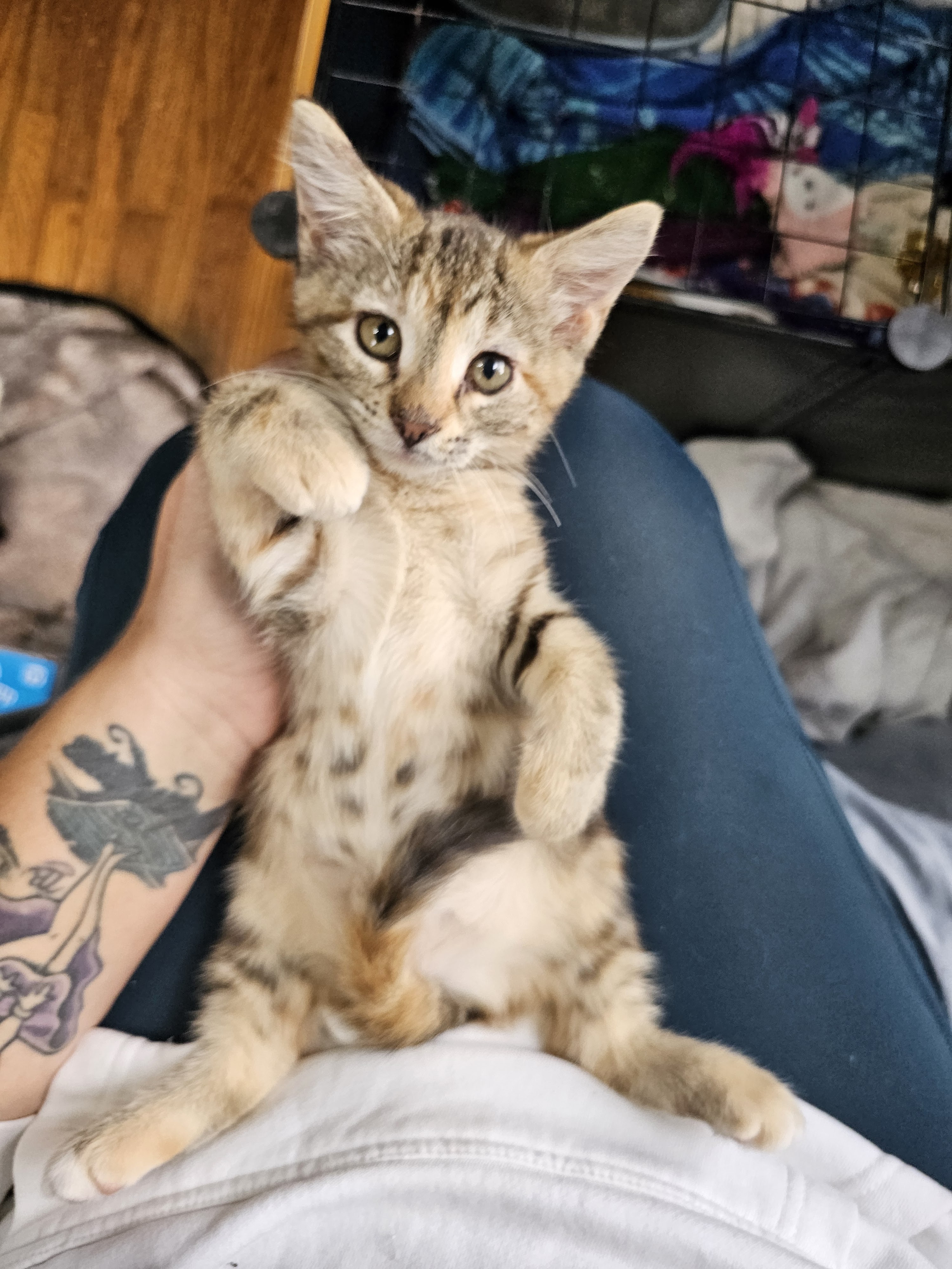 Enlarge Judy, a Adopted Calico in Waverly, IA image 2/4