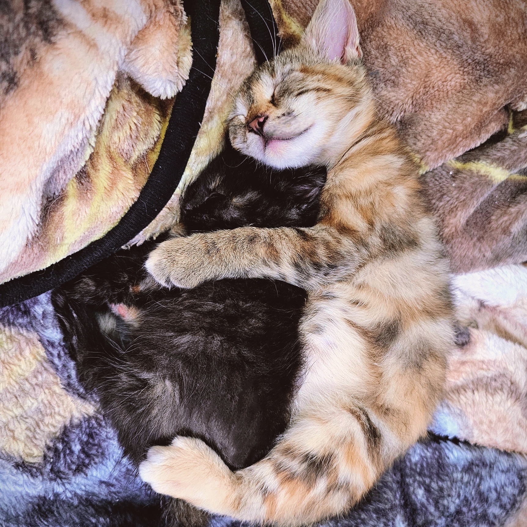 Judy, Adopted, Kitten Female Calico.