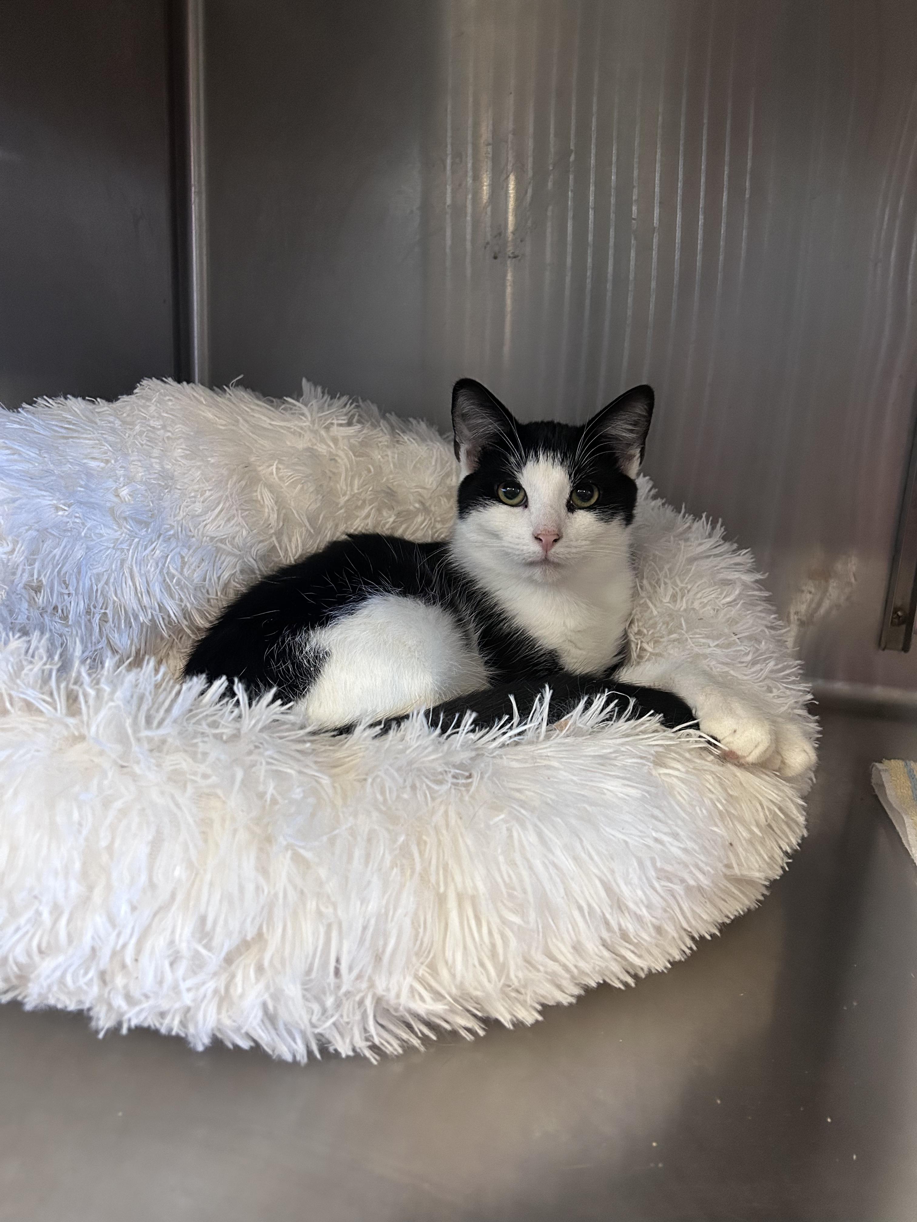 Enlarge Rue, a ADOPTABLE Domestic Short Hair in Old Bridge, NJ image 1/1