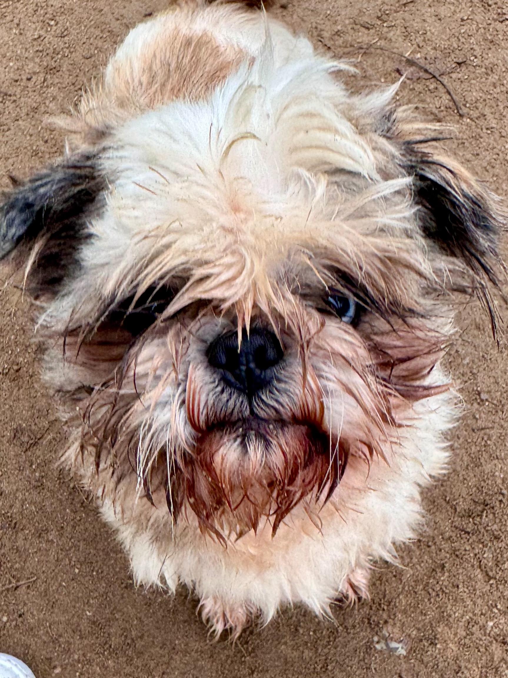 MOE , adopted, Adult Male Shih Tzu.