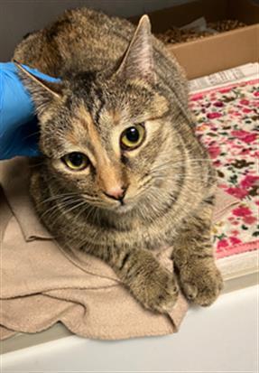 Enlarge ZIAZAN, a Adoptable Domestic Short Hair in Long Beach, CA image 1/1