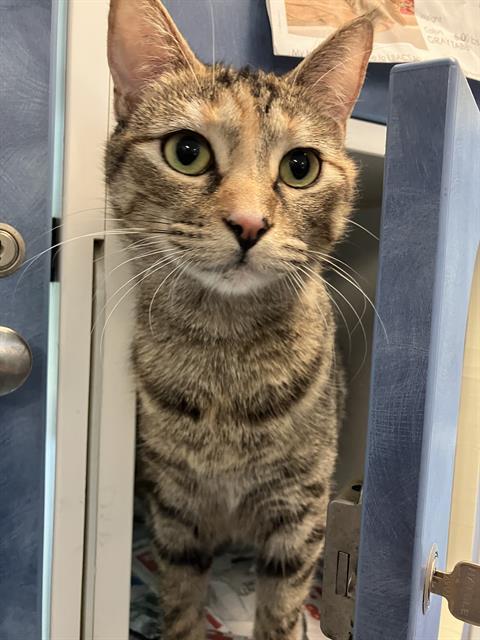 ZIAZAN, Adoptable, Young Female Domestic Short Hair.