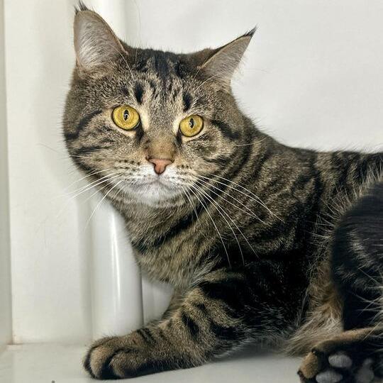 Lelo, Adoptable, Adult Male Domestic Short Hair.