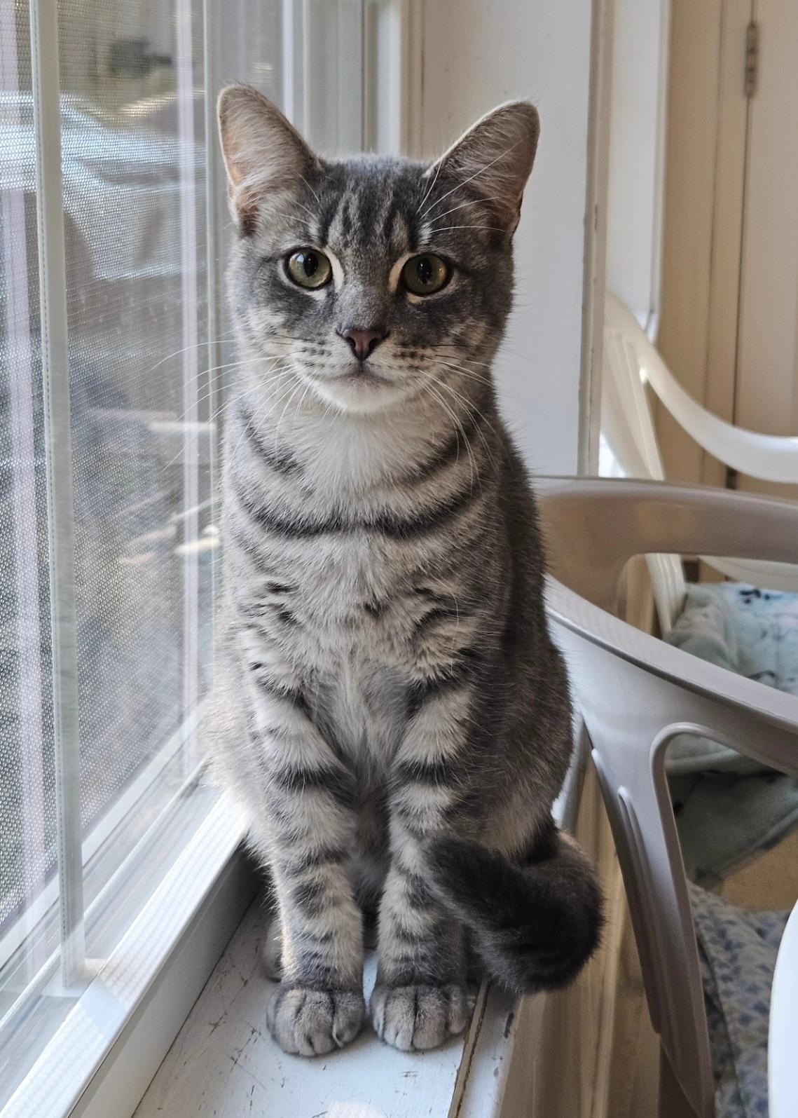 Bubbles, a Adoptable Domestic Short Hair in Westbrook, CT image 1/5