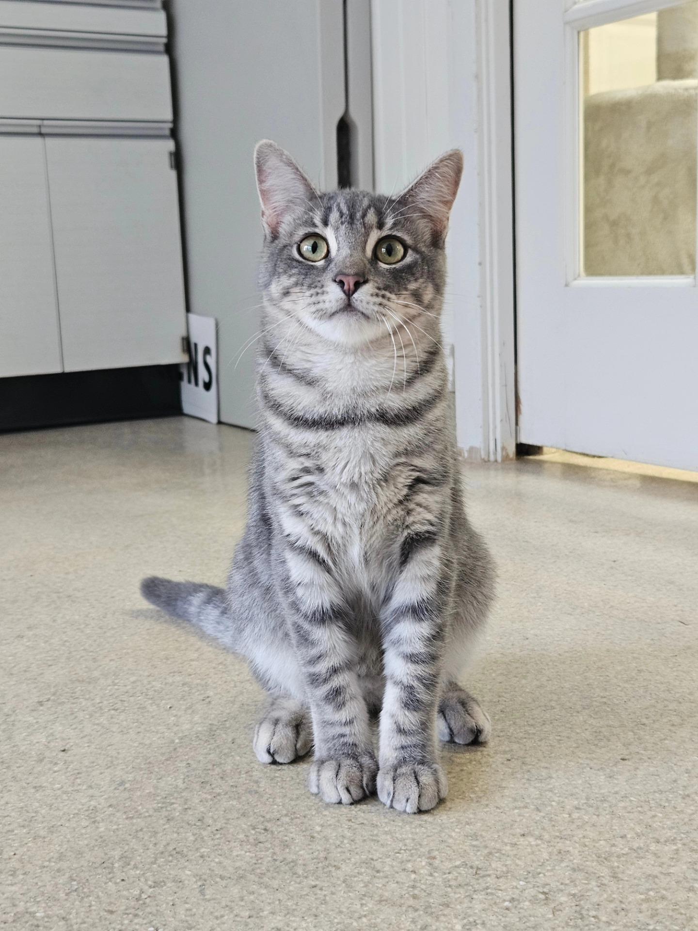 Bubbles, a Adoptable Domestic Short Hair in Westbrook, CT image 4/5