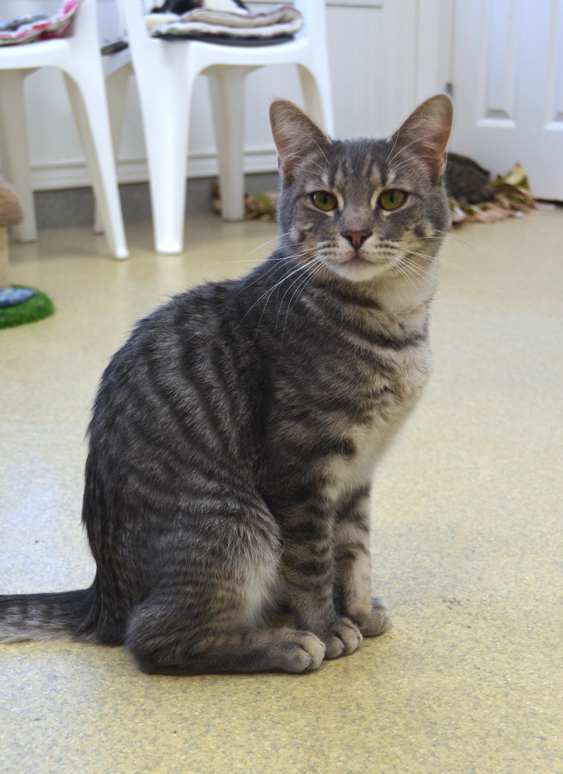 Bubbles, Adoptable, Young Male Domestic Short Hair.