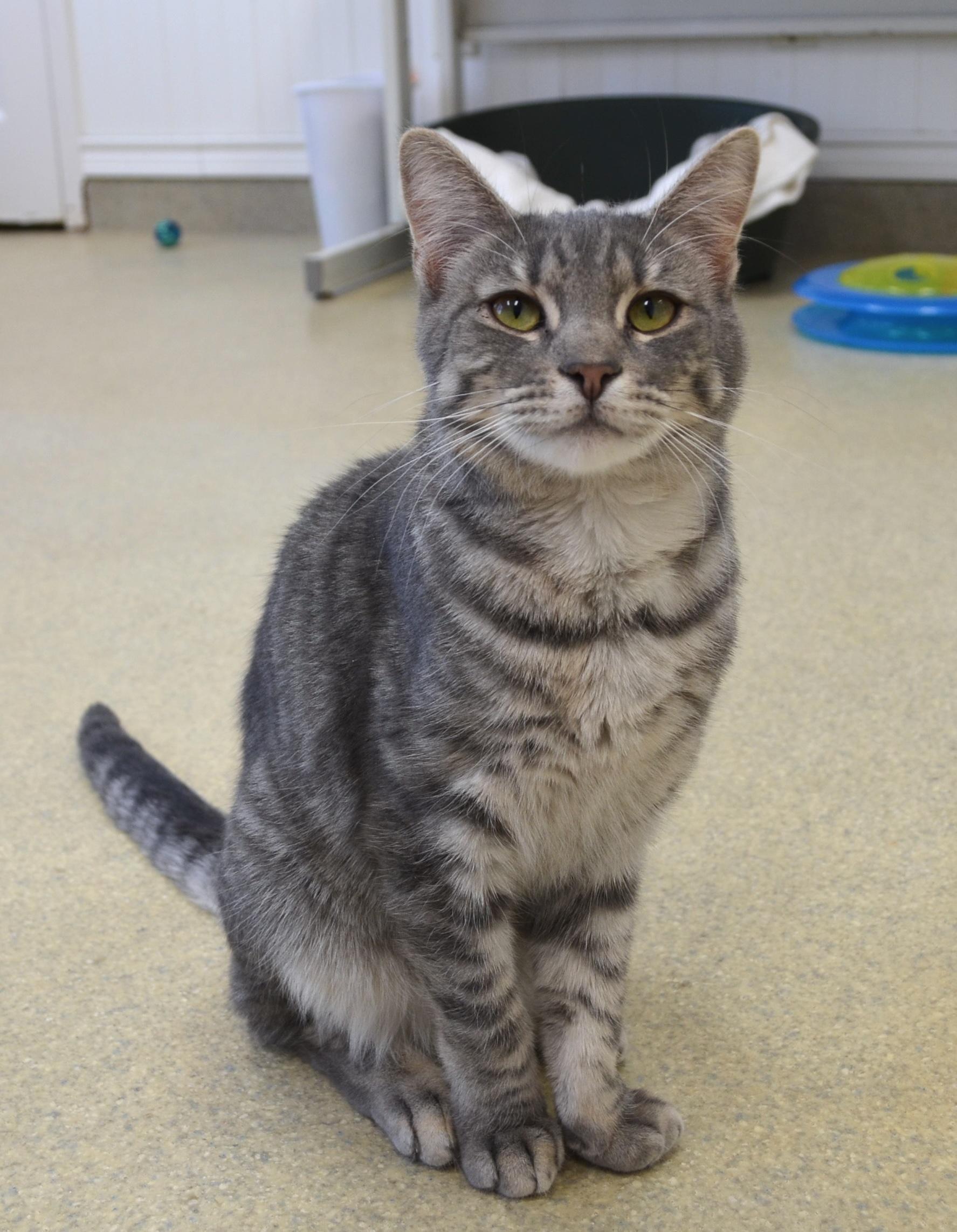 Bubbles, a Adoptable Domestic Short Hair in Westbrook, CT image 5/6
