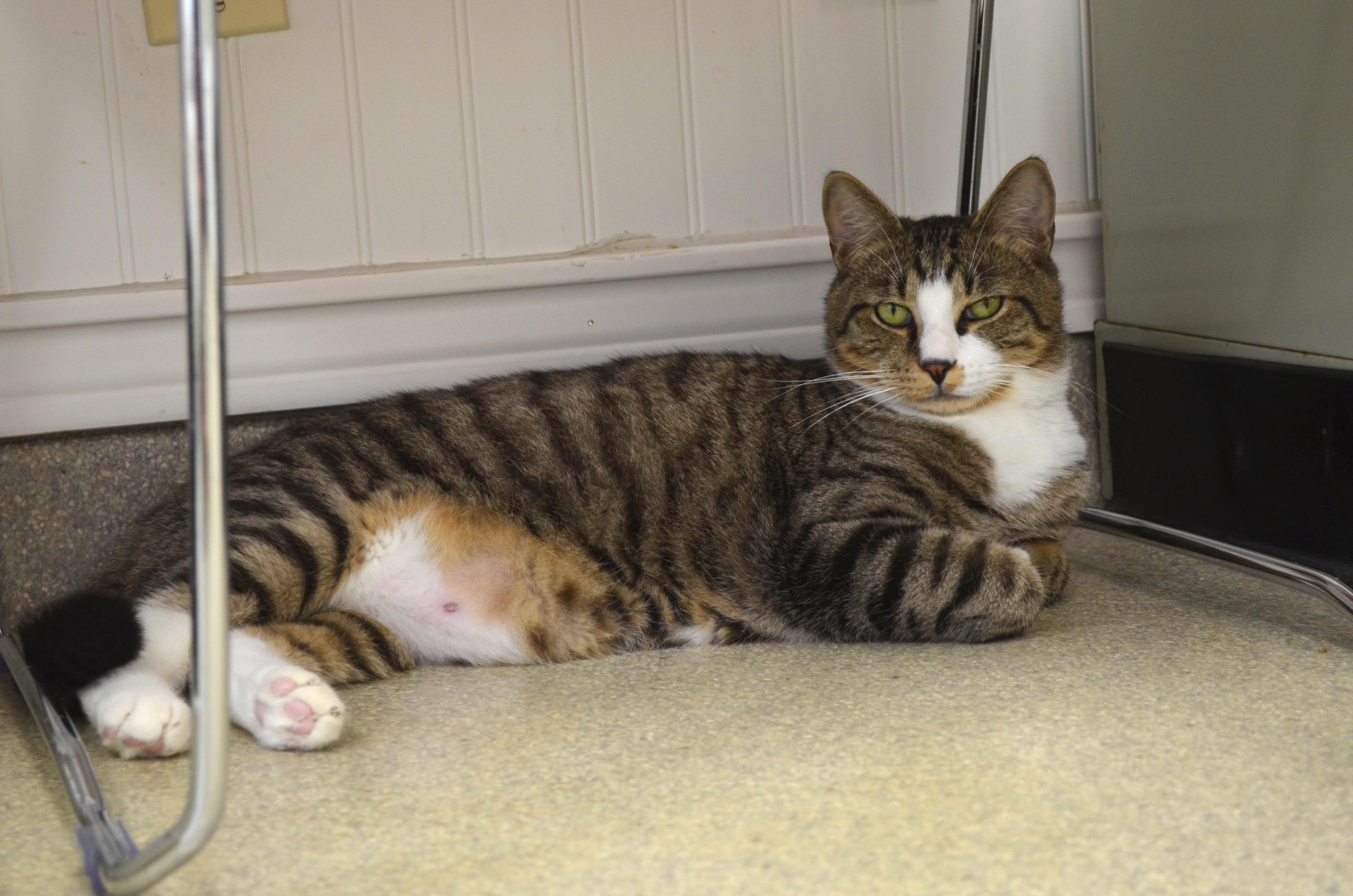 Bubbles and Kirande, a Adoptable Domestic Short Hair in Westbrook, CT image 4/6