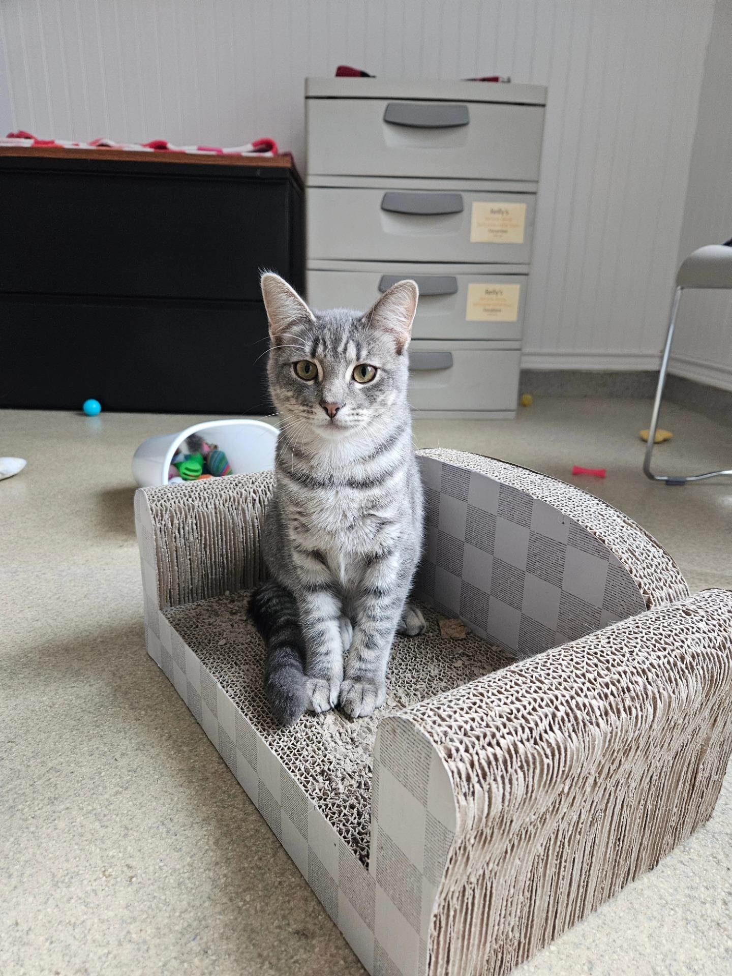 Bubbles, Adoptable, Kitten Male Domestic Short Hair.