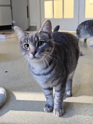 Bubbles, a Adoptable Domestic Short Hair in Westbrook, CT image 5/5