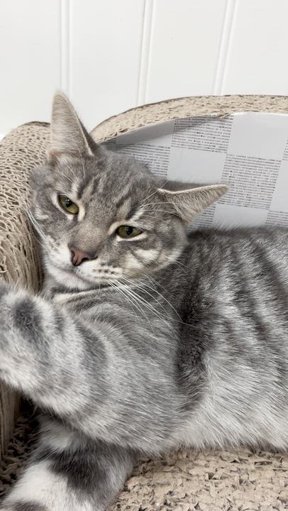 Enlarge Bubbles, a Adoptable Domestic Short Hair in Westbrook, CT video 2/5