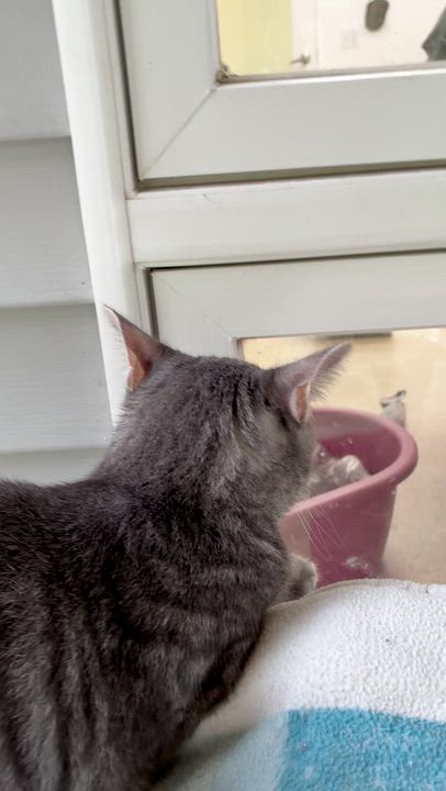 Enlarge Bubbles, a Adoptable Domestic Short Hair in Westbrook, CT video 6/6