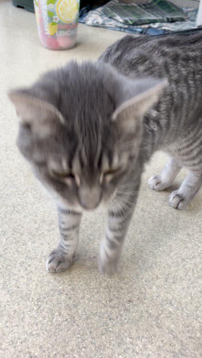 Enlarge Bubbles, a Adoptable Domestic Short Hair in Westbrook, CT video 5/6