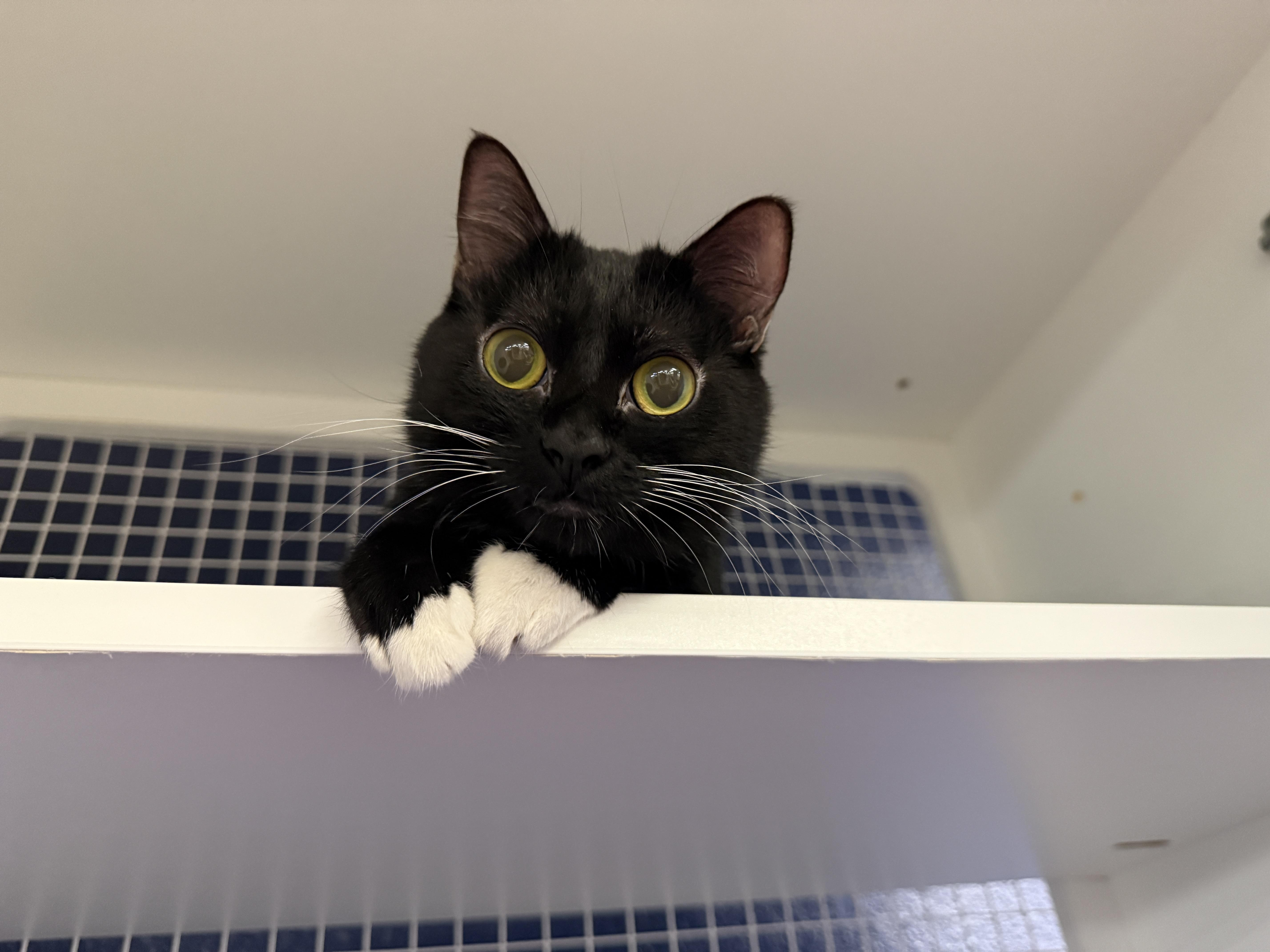 Enlarge Denise, an adopted Domestic Short Hair in Oceanside, CA image 3/4
