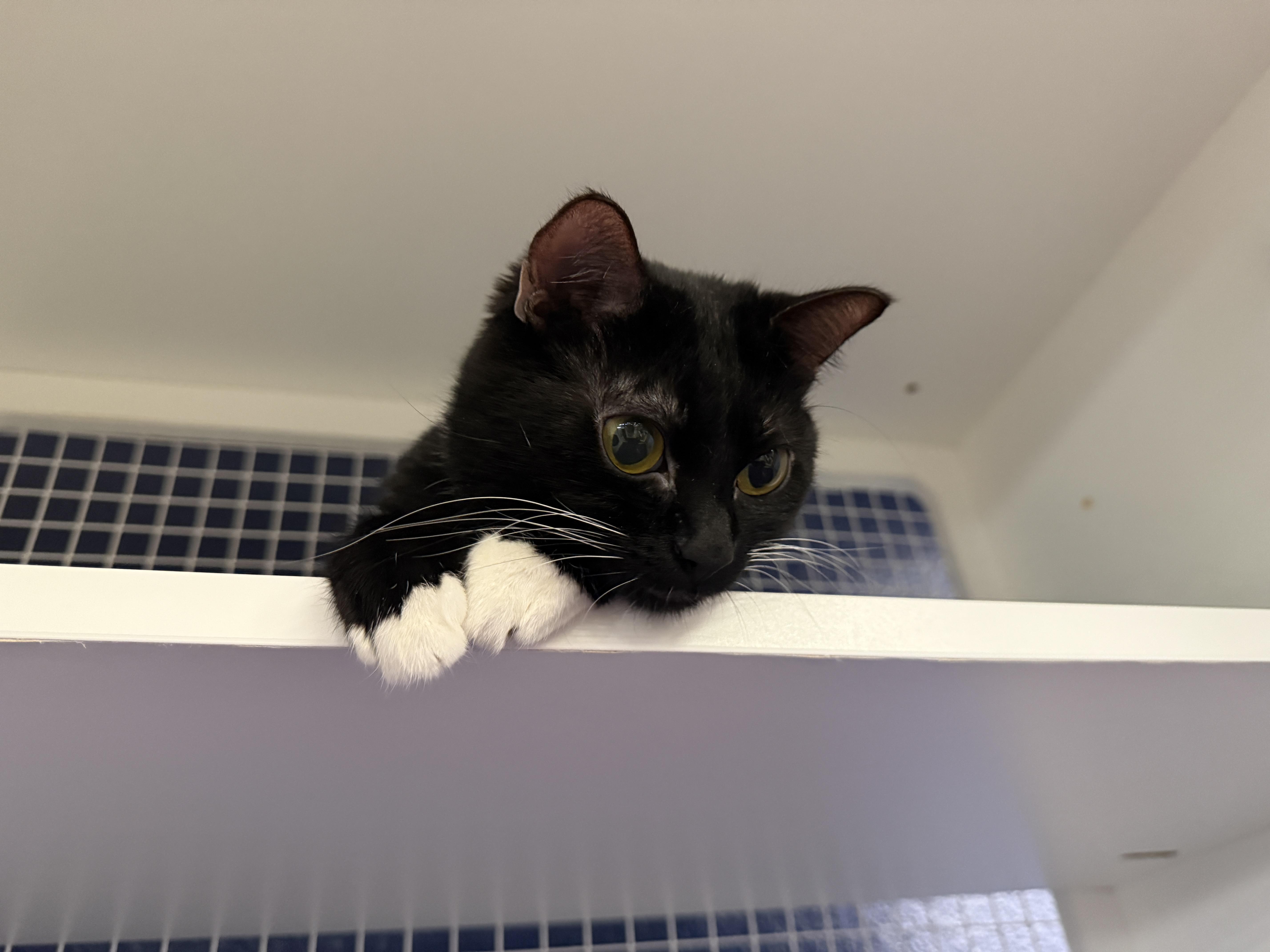 Enlarge Denise, an adopted Domestic Short Hair in Oceanside, CA image 4/4