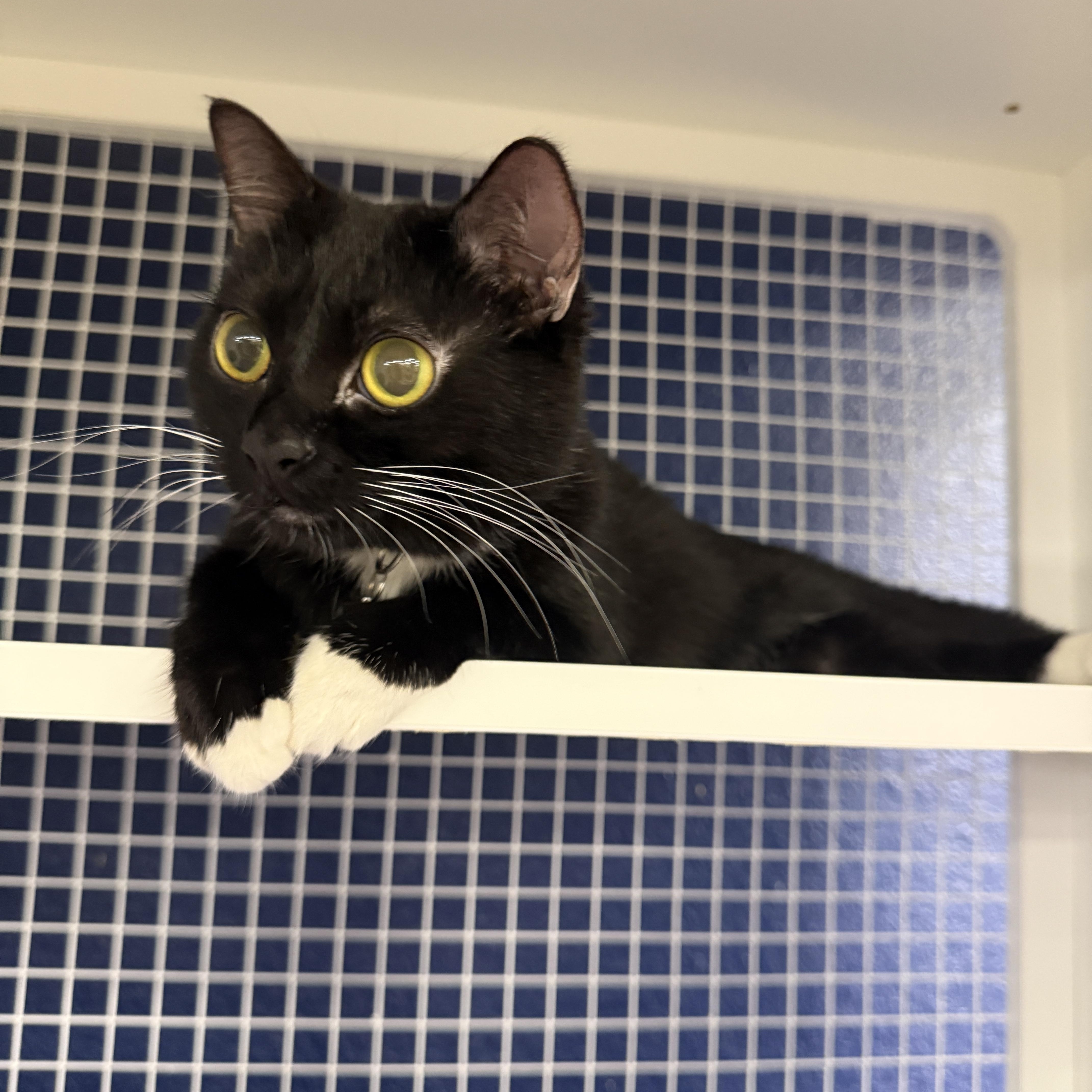 Enlarge Denise, an adopted Domestic Short Hair in Oceanside, CA image 2/4
