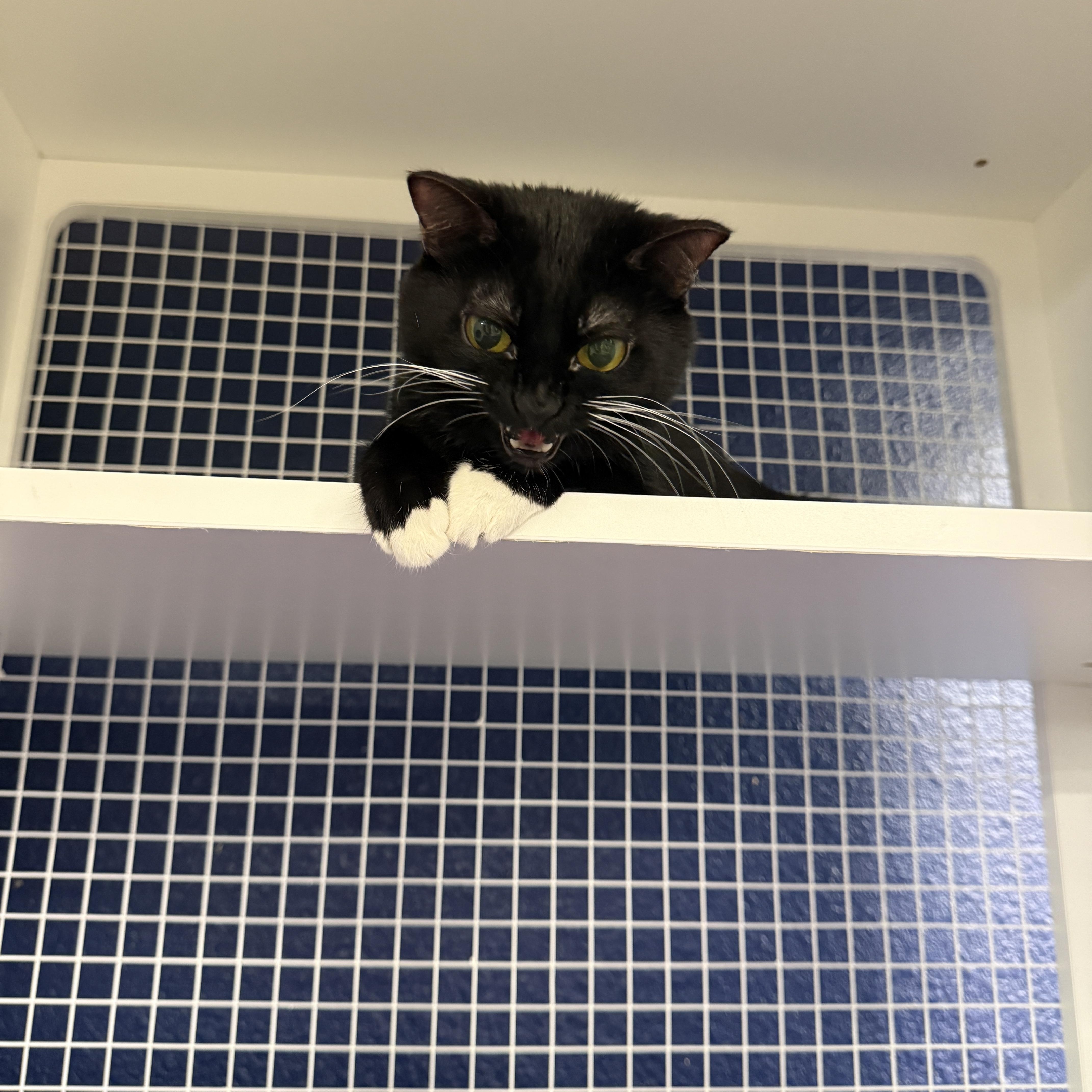 Denise, adopted, Adult Female Domestic Short Hair.