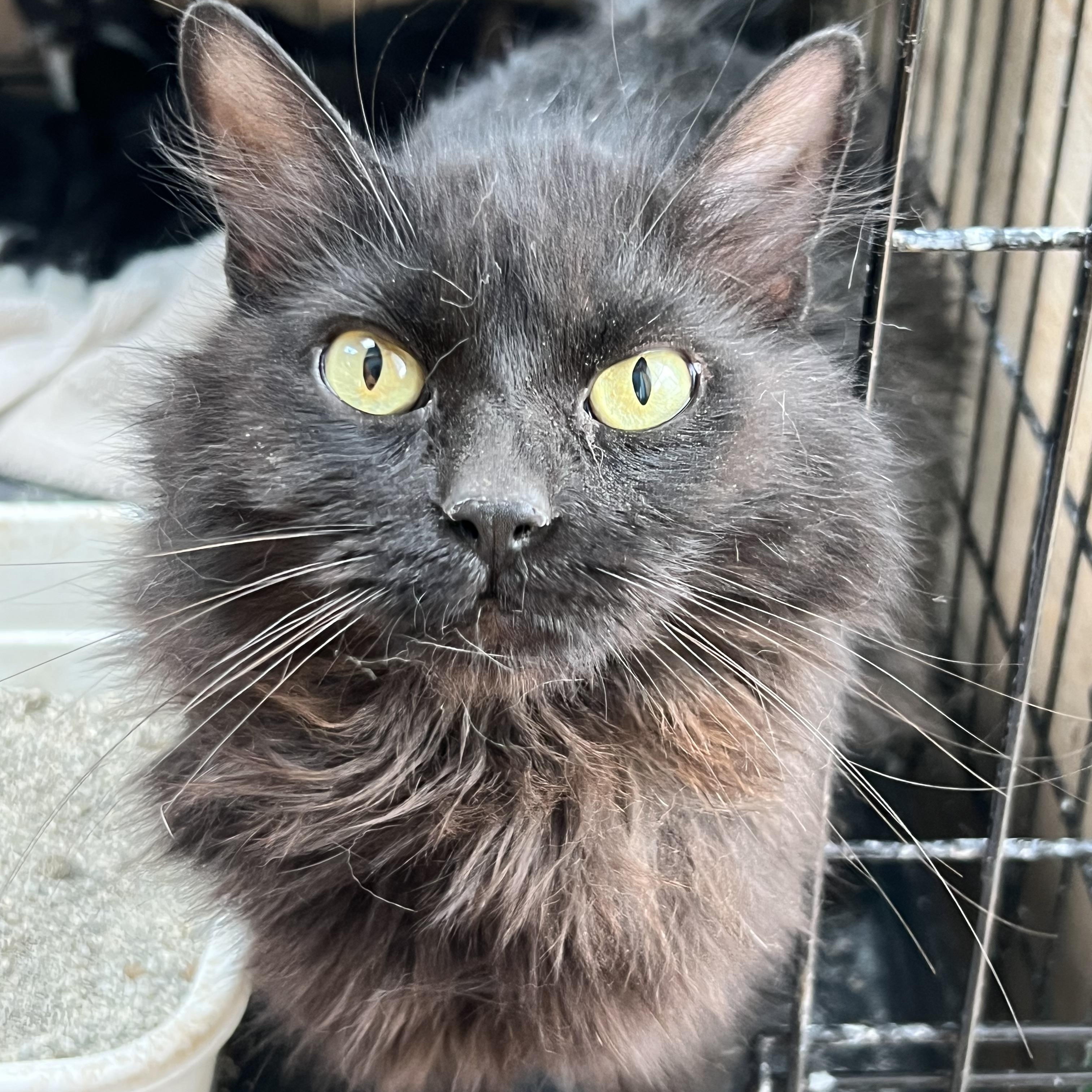Enlarge Sitar, a ADOPTABLE mixed breed in Flagstaff, AZ image 1/2