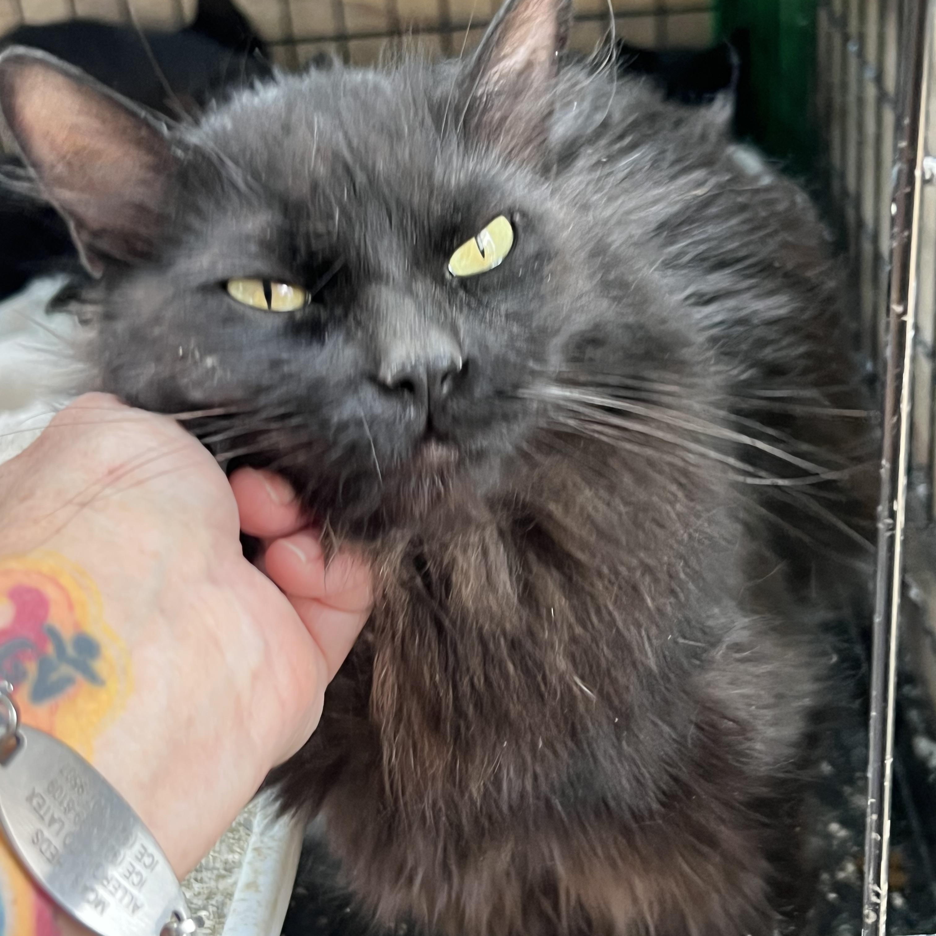 Enlarge Sitar, a ADOPTABLE mixed breed in Flagstaff, AZ image 2/2
