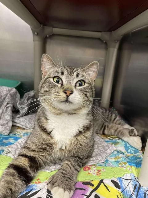 Toe Beans!, adopted, Adult Male Domestic Short Hair.