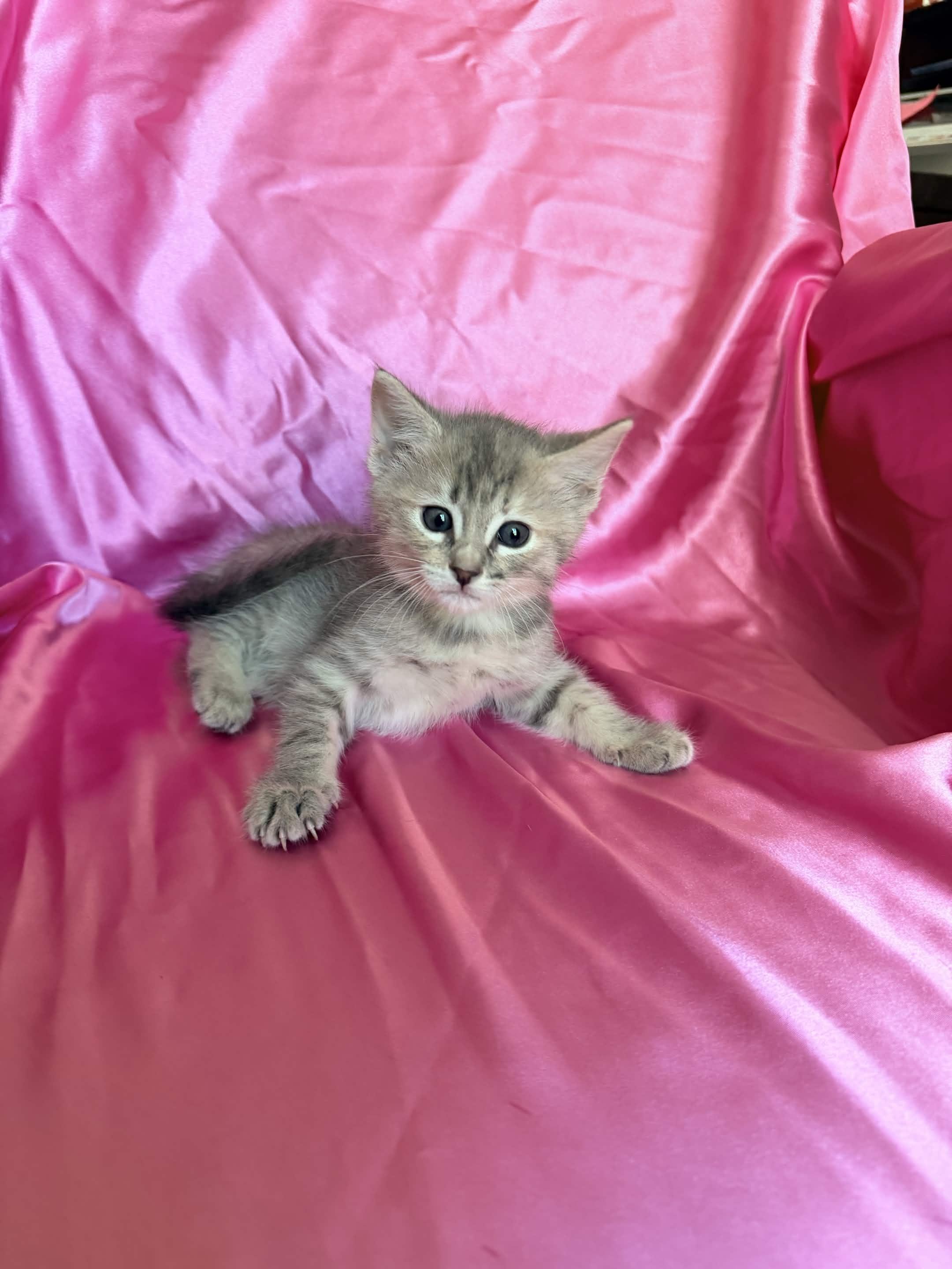 MAKO, a ADOPTABLE Domestic Short Hair in Rowland Heights, CA image 1/2