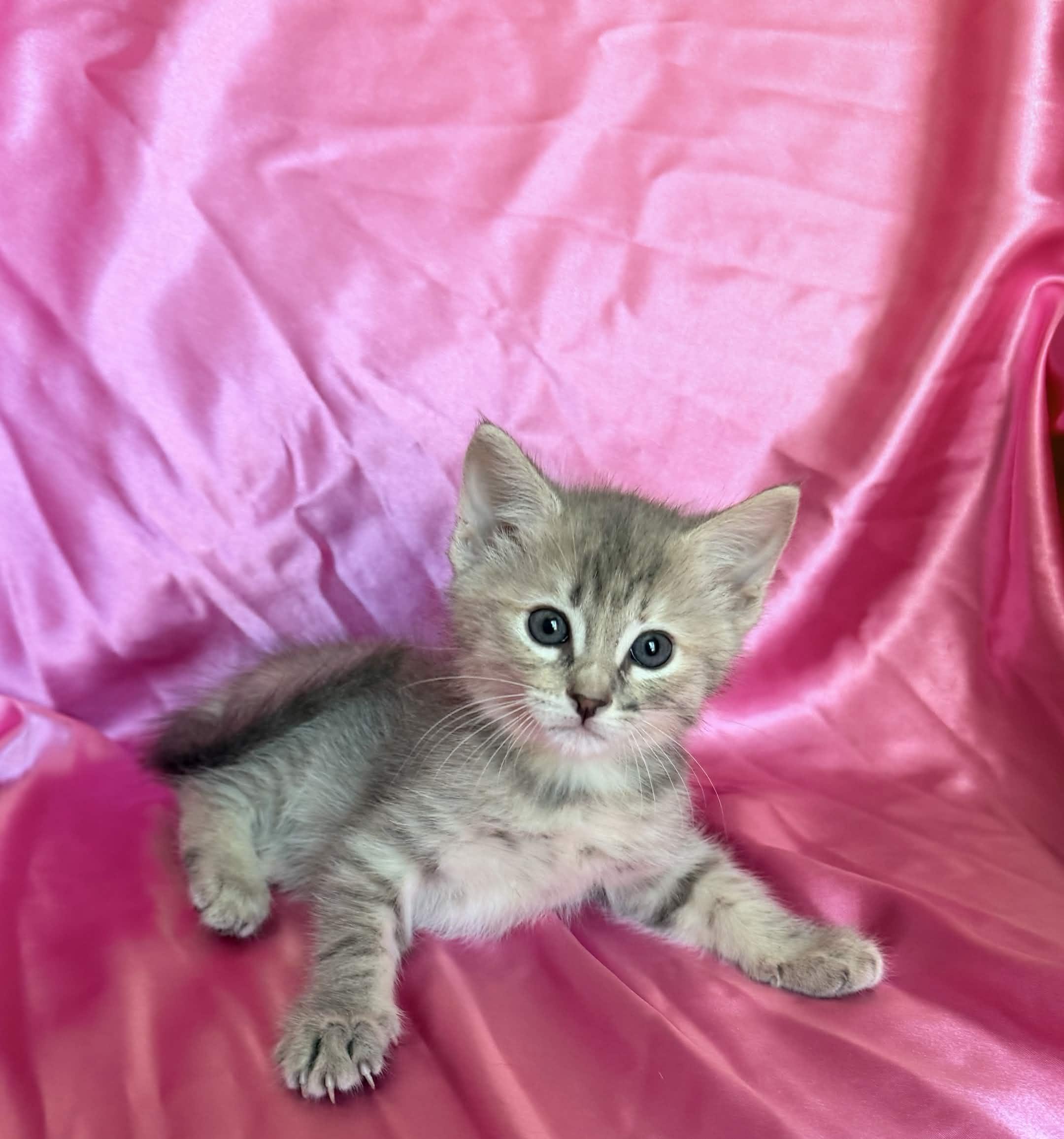 MAKO, a ADOPTABLE Domestic Short Hair in Rowland Heights, CA image 2/2