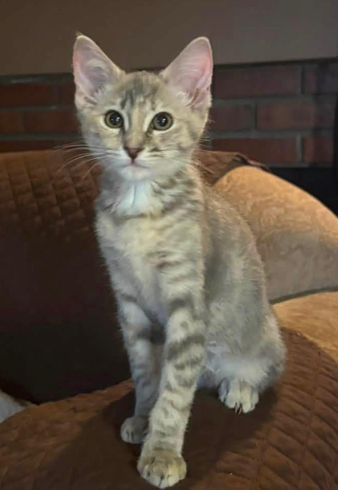 MAKO, Adoptable, Kitten Female Domestic Short Hair.