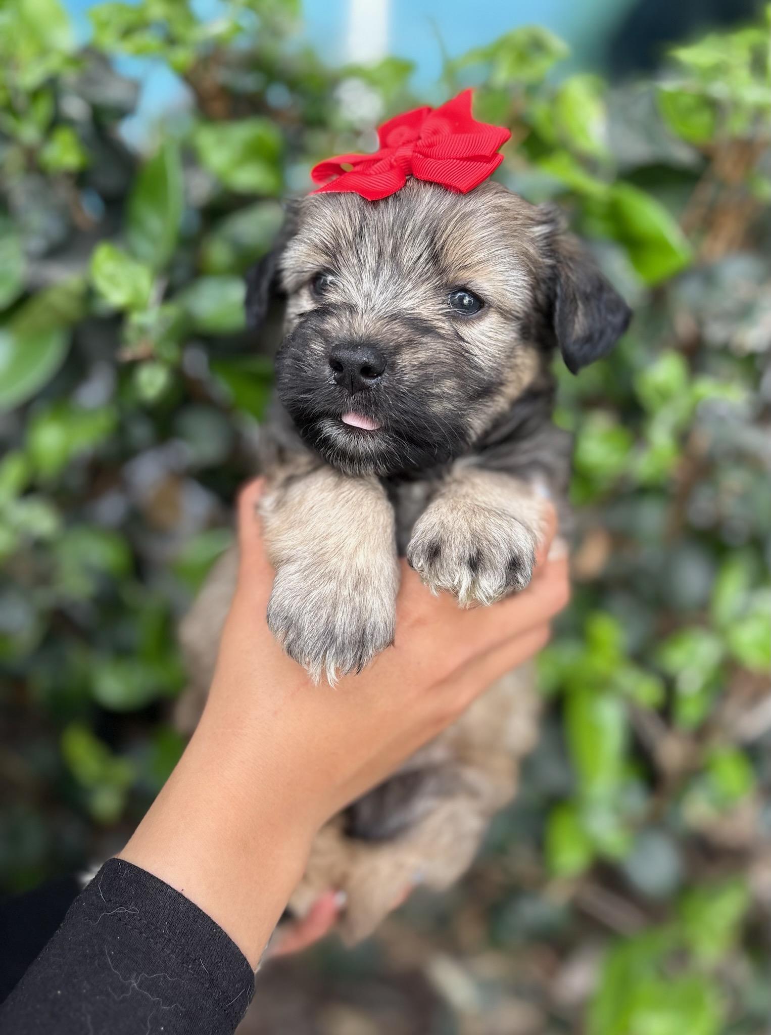 Enlarge Lucy, a ADOPTABLE mixed breed in South El Monte, CA image 2/3