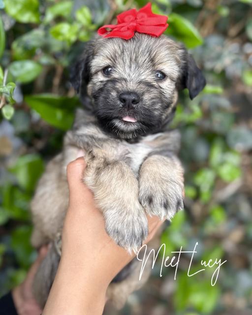 Enlarge Lucy, a ADOPTABLE mixed breed in South El Monte, CA image 1/3