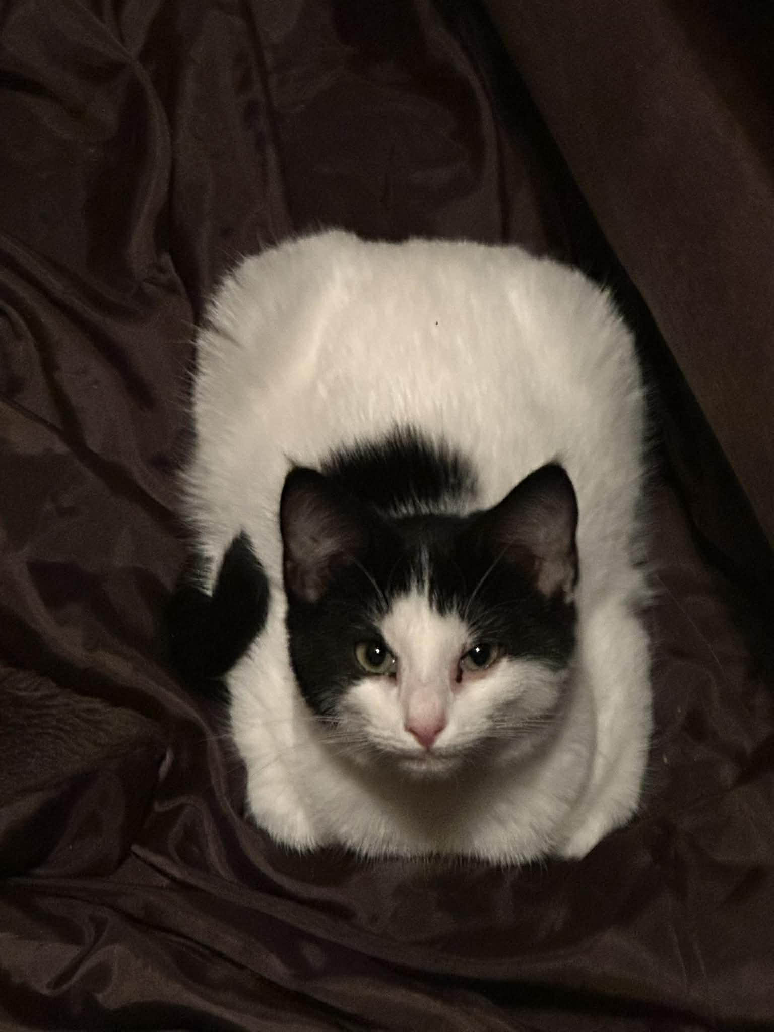 Enlarge Spot (Jess-Fostered in New England), an adoptable Domestic Short Hair in Warwick, RI image 4/4