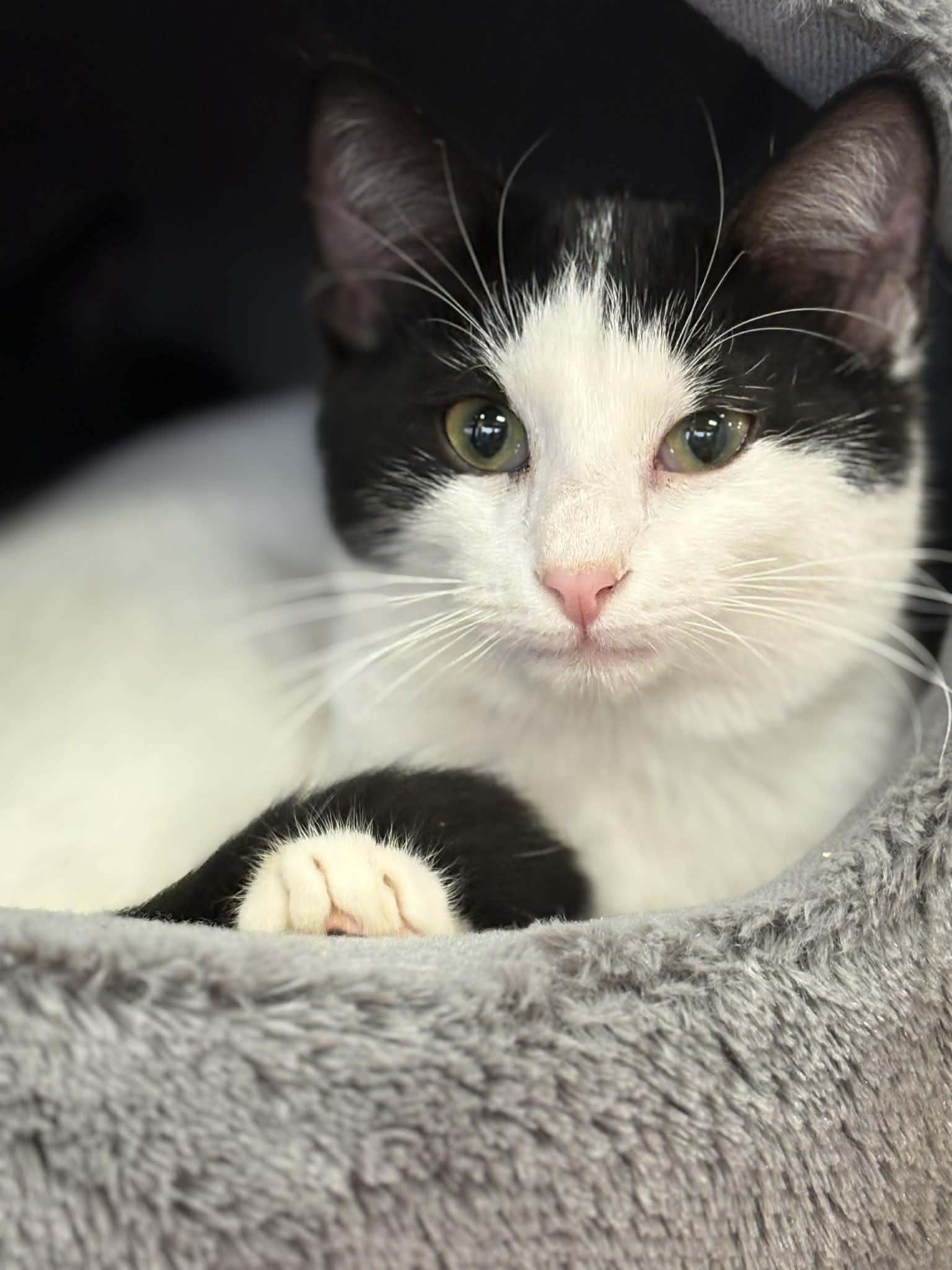 Spot (DW-Fostered in TN), ADOPTABLE, Kitten Male Domestic Short Hair.