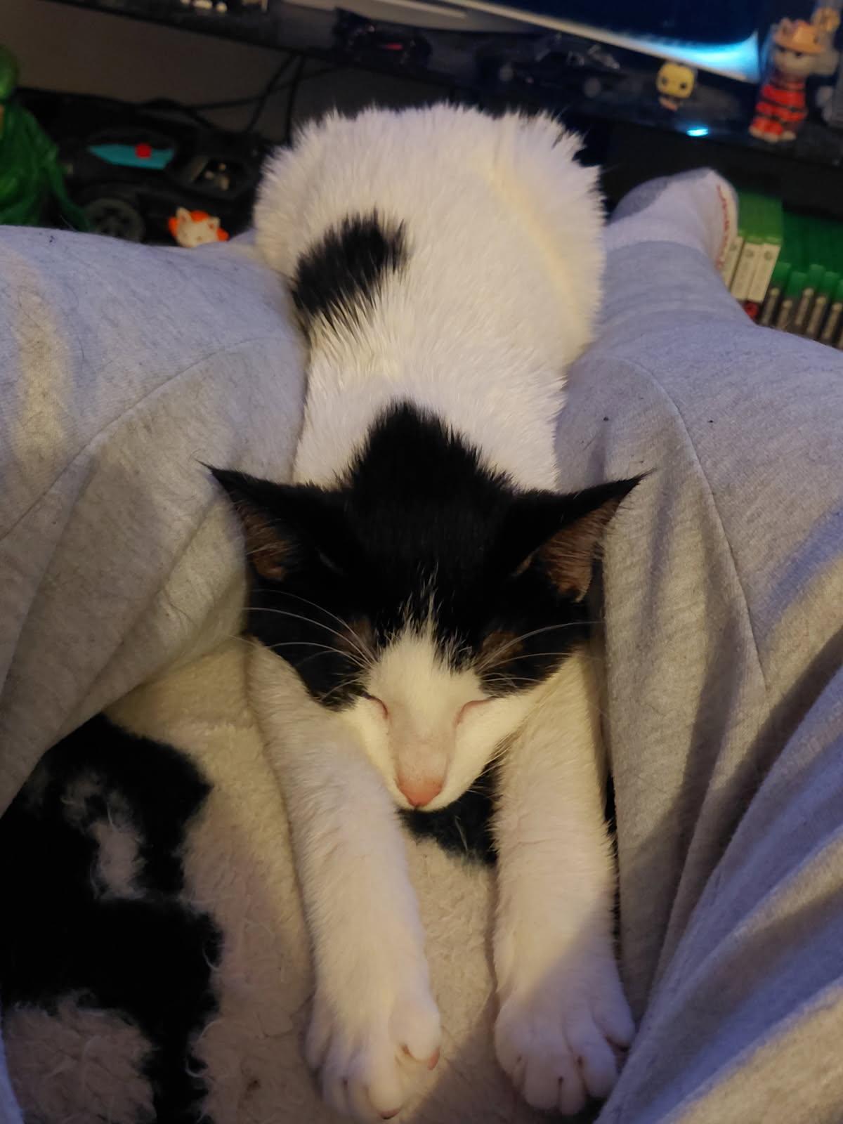 Spot (Jess-Fostered in New England), ADOPTABLE, Kitten Male Domestic Short Hair.