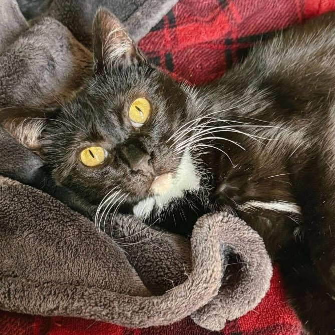 Ruth (FeLV+), an adoptable Domestic Short Hair in Sun Prairie , WI, 53590 | Photo Image 1