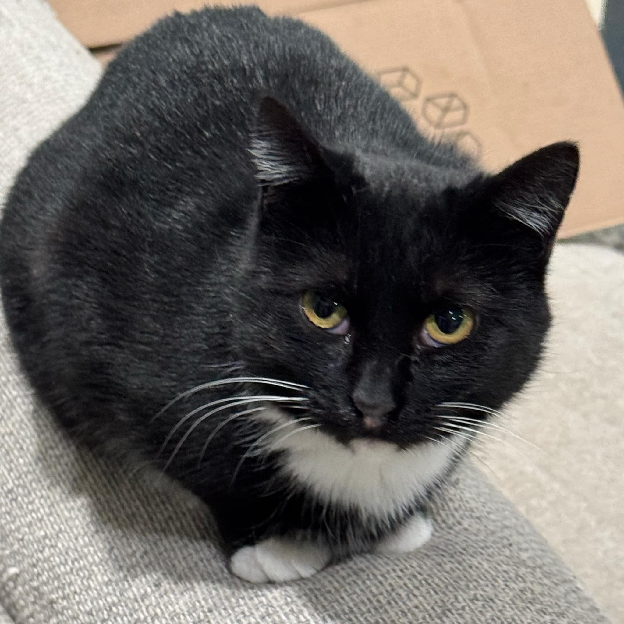 Ruth (FeLV+), an adoptable Domestic Short Hair in Sun Prairie , WI, 53590 | Photo Image 3