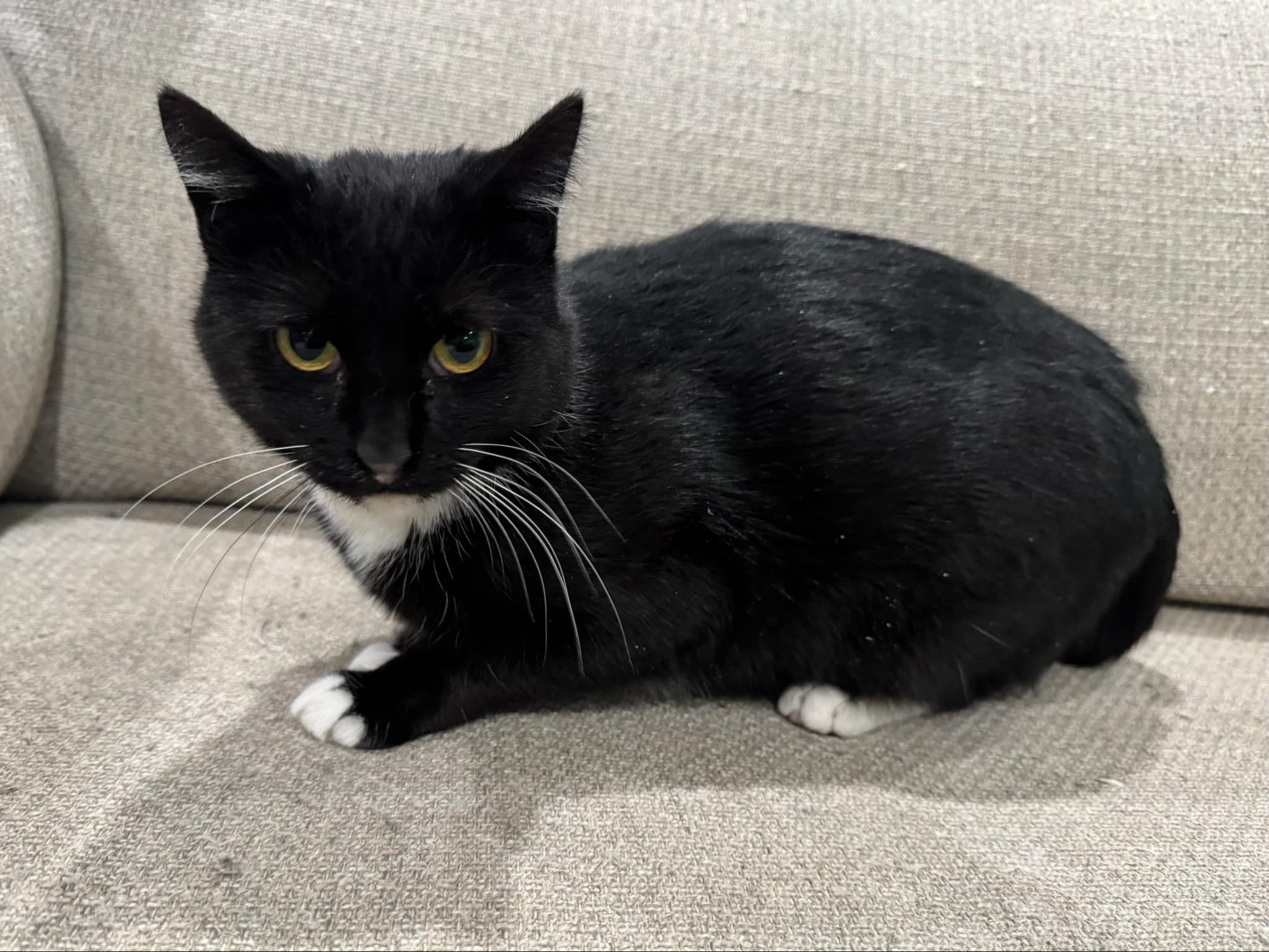 Ruth (FeLV+), an adoptable Domestic Short Hair in Sun Prairie , WI, 53590 | Photo Image 5