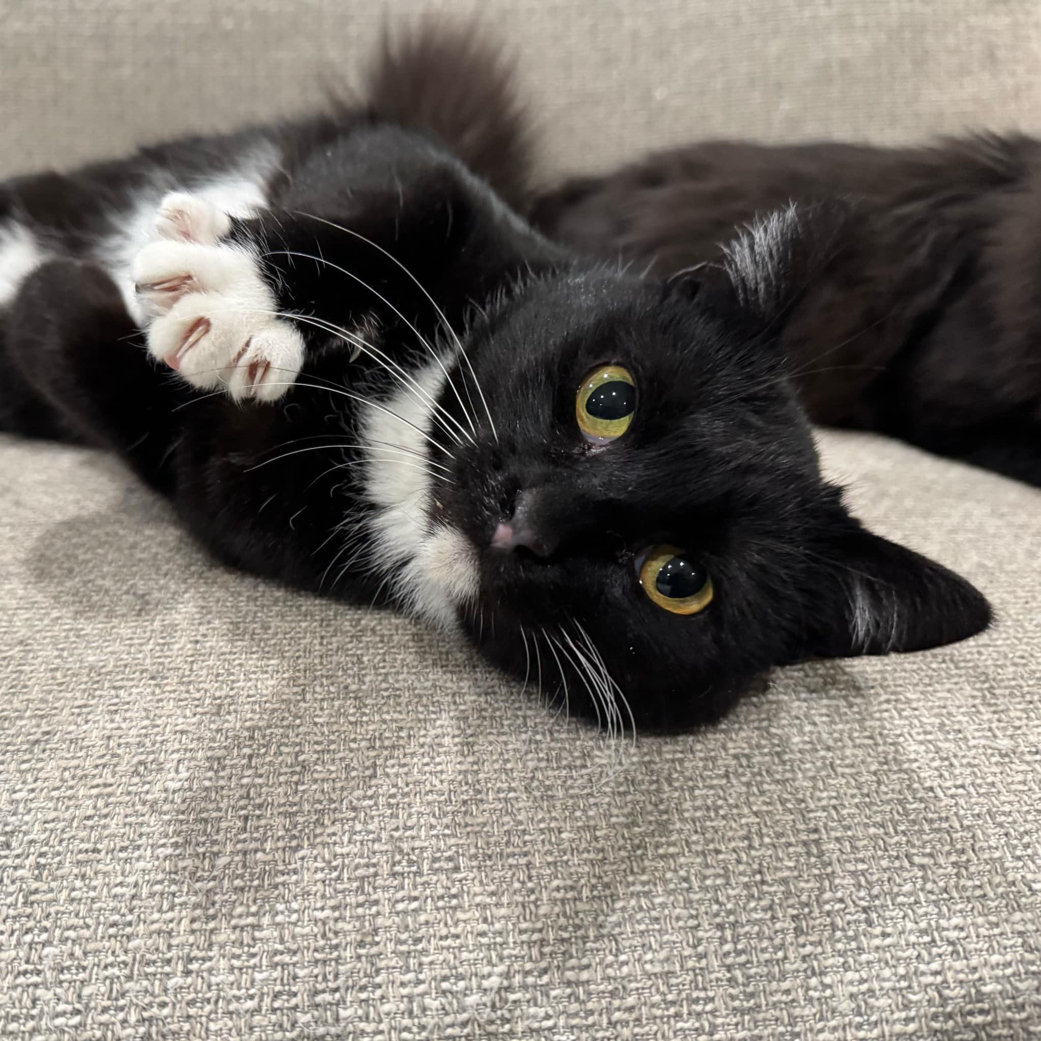 Ruth (FeLV+), an adoptable Domestic Short Hair in Sun Prairie , WI, 53590 | Photo Image 2